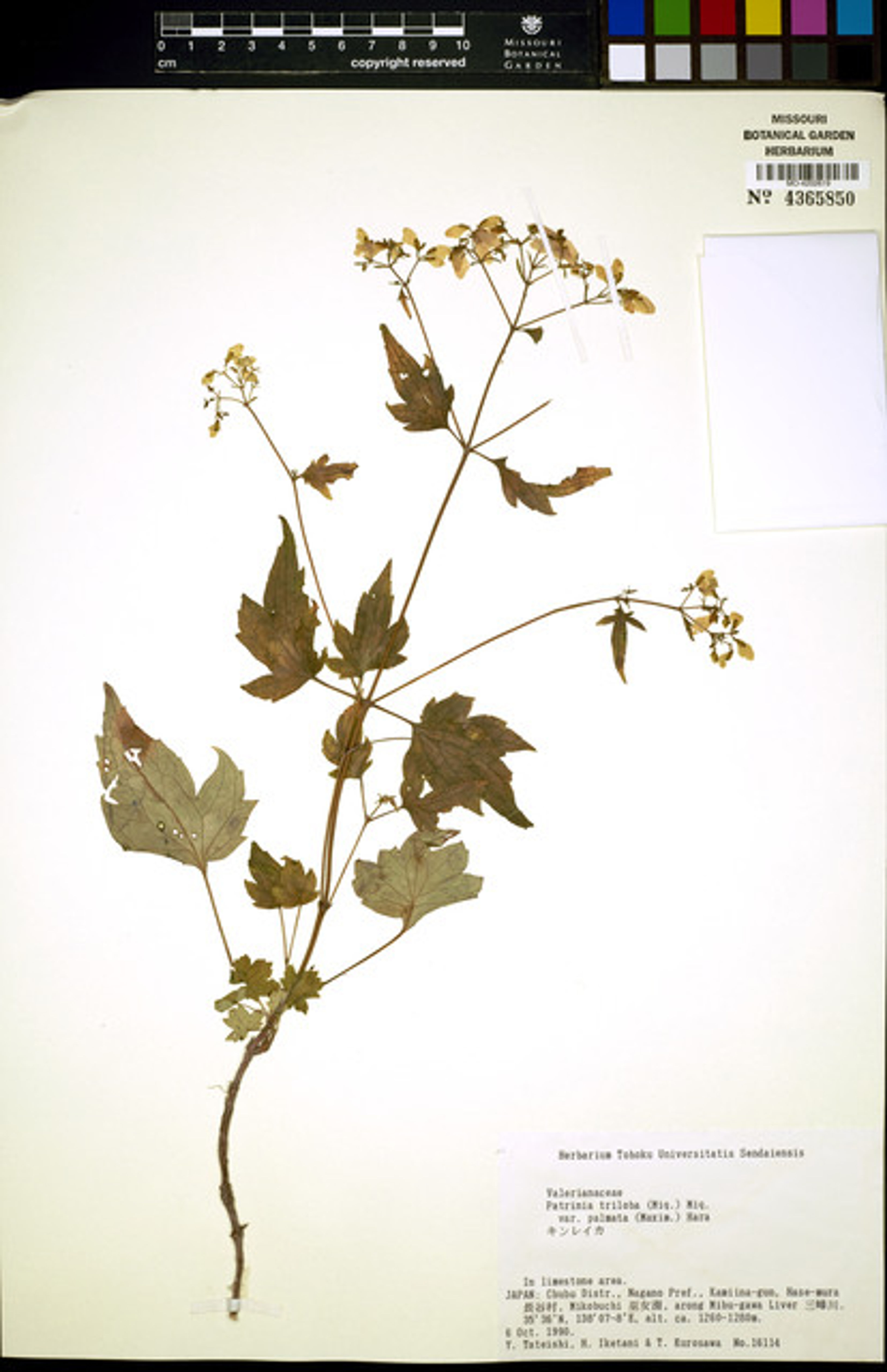 Patrinia triloba - 24
