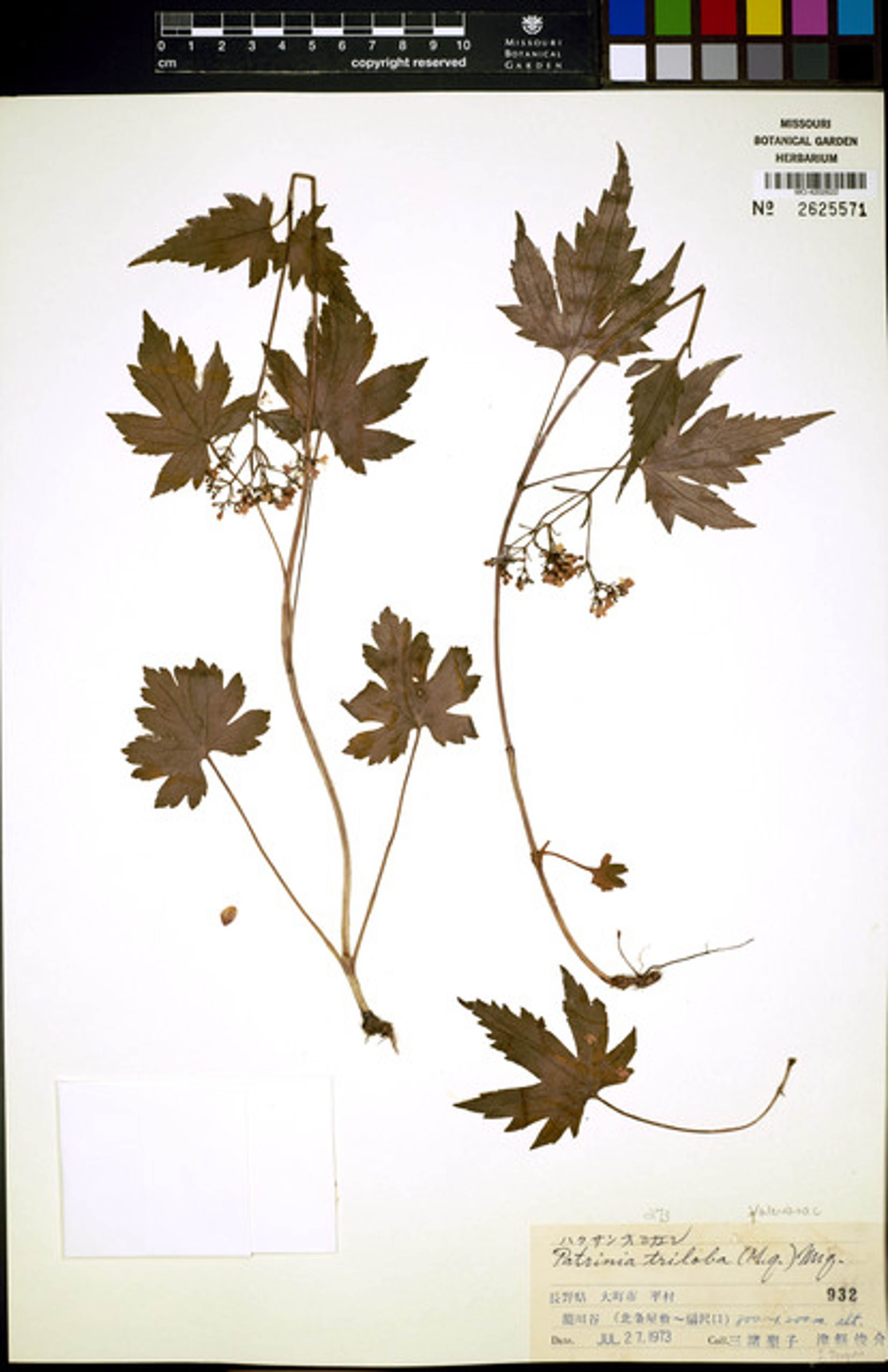 Patrinia triloba - 87