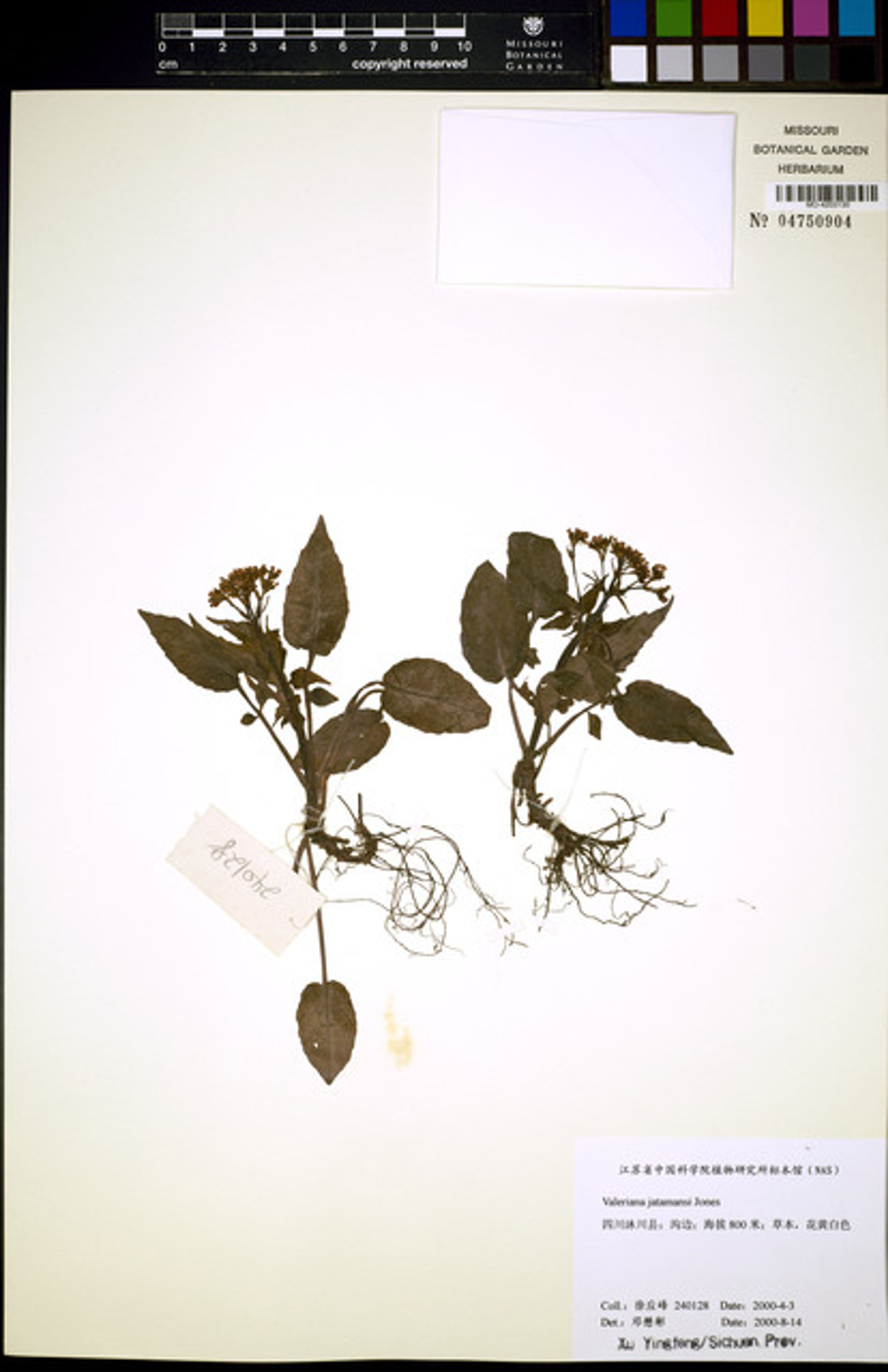 Valeriana jatamansi - 6