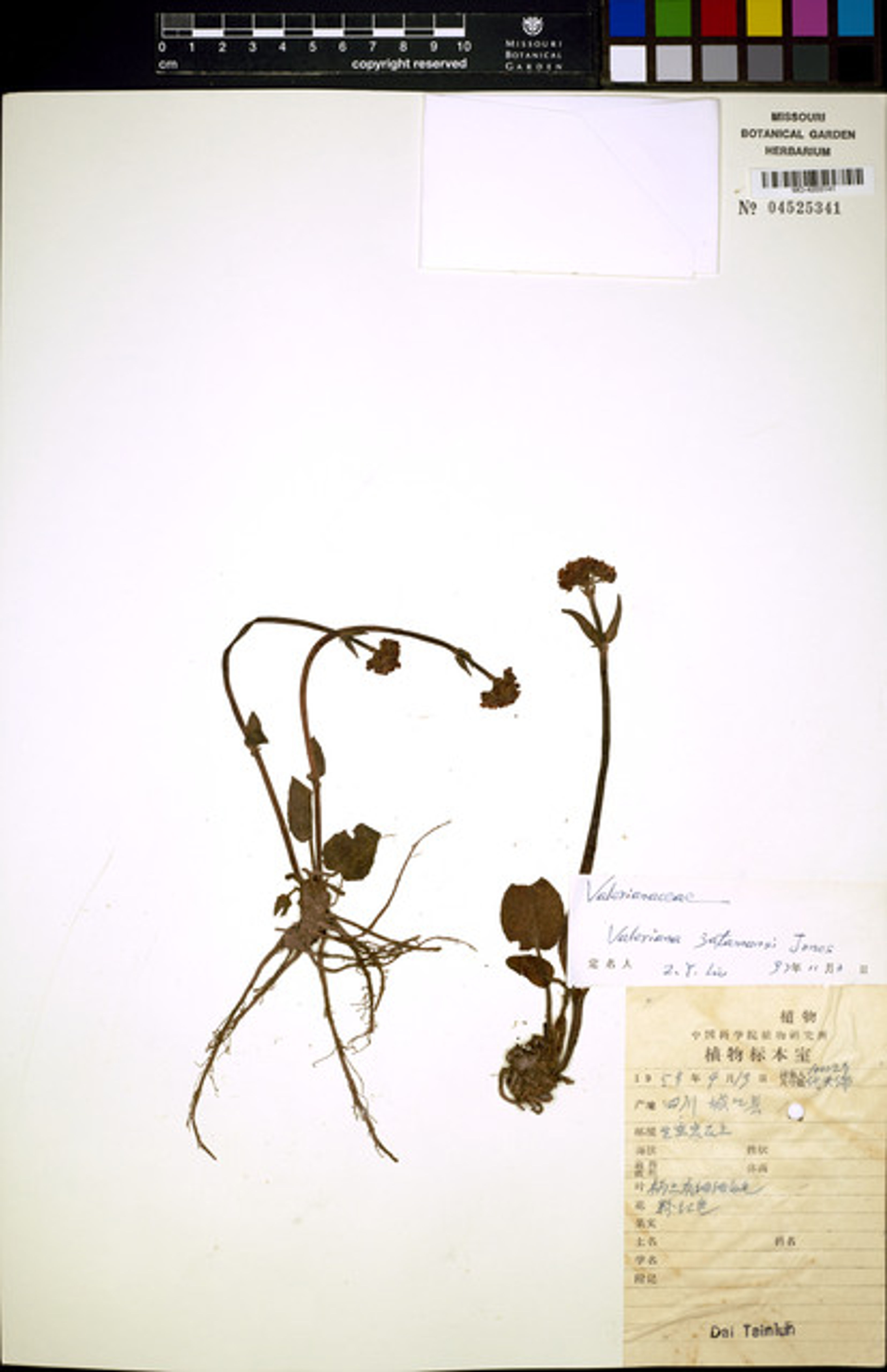 Valeriana jatamansi - 13
