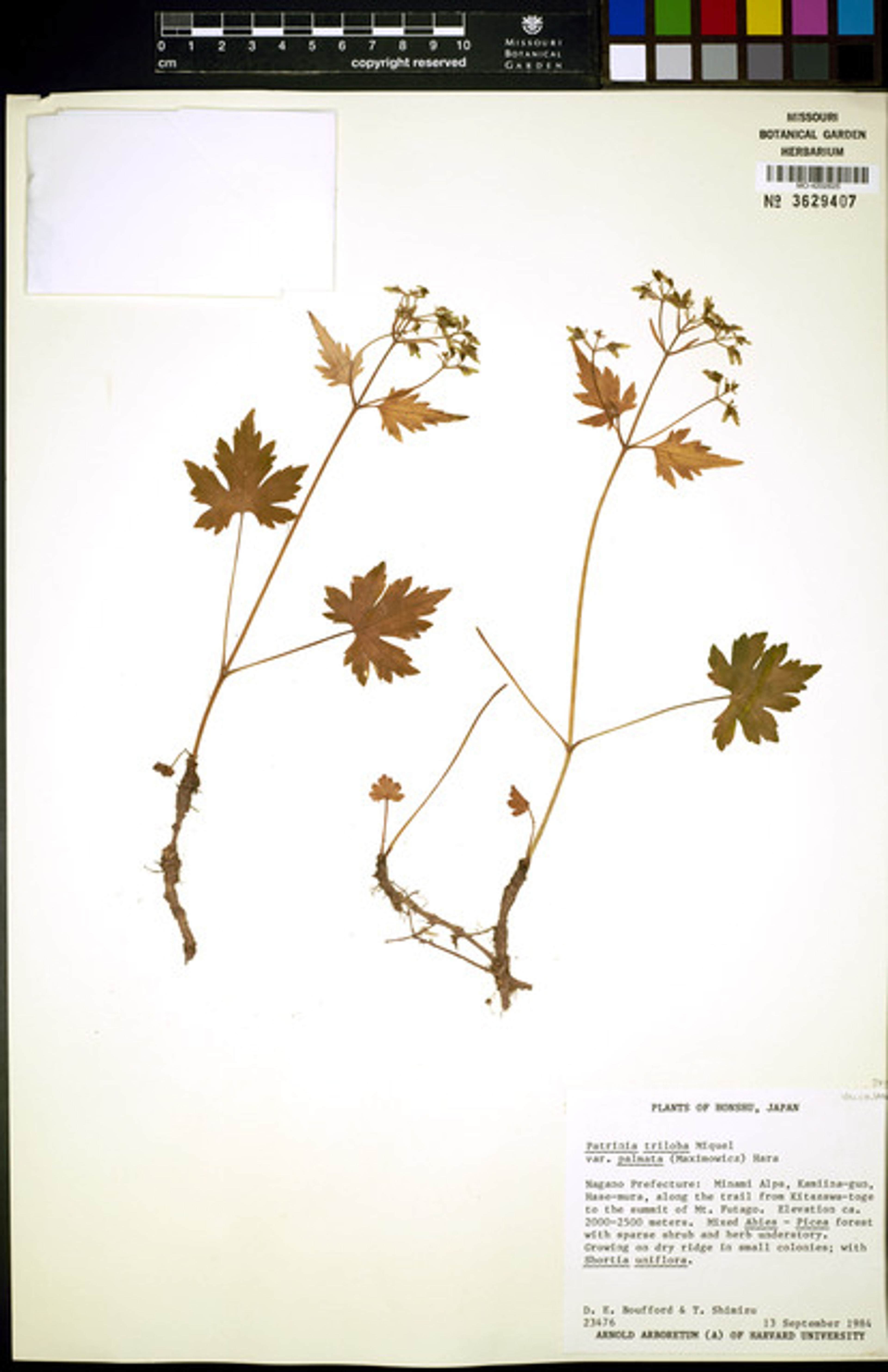 Patrinia triloba - 71