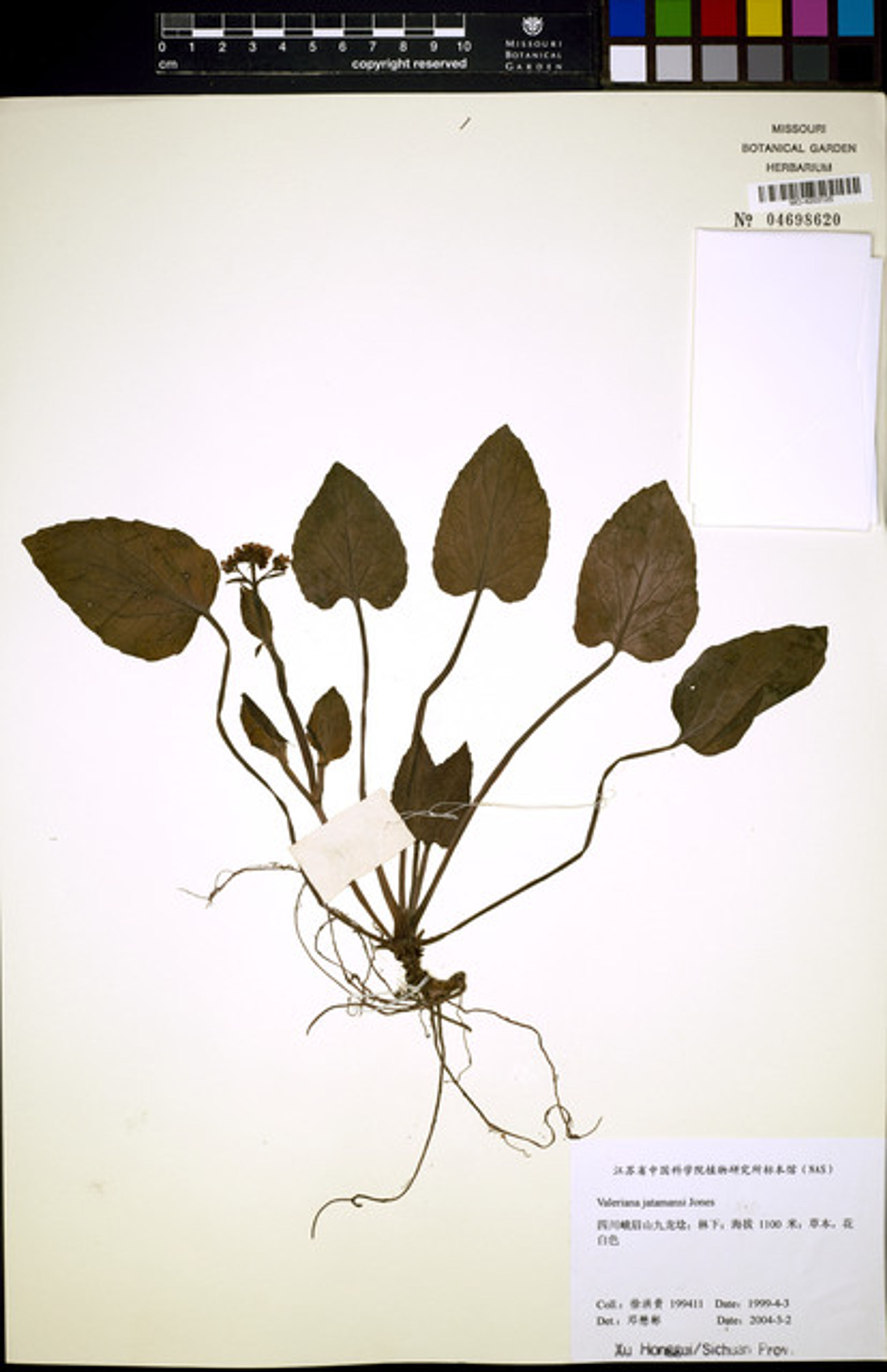 Valeriana jatamansi - 77