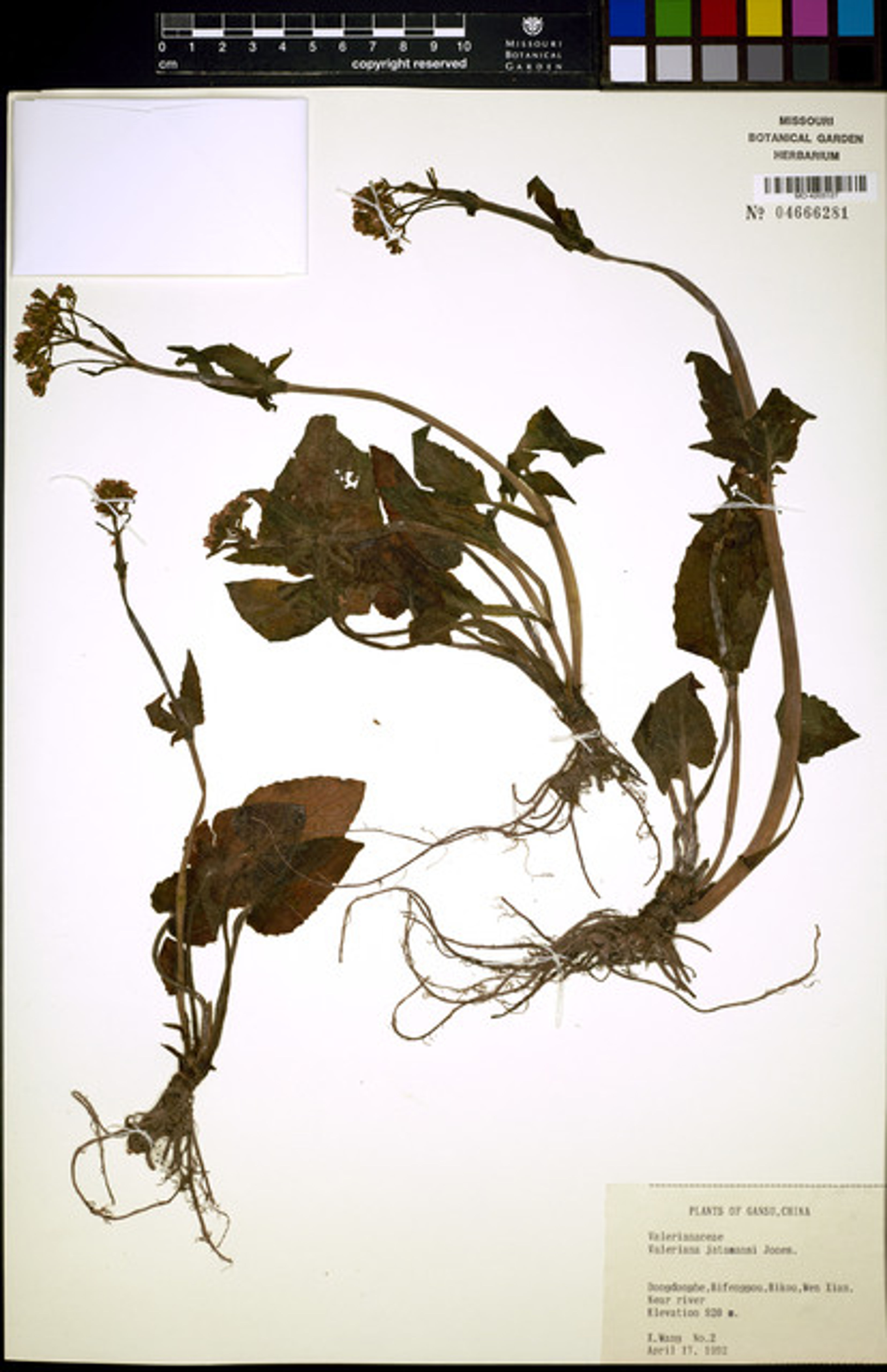 Valeriana jatamansi - 5