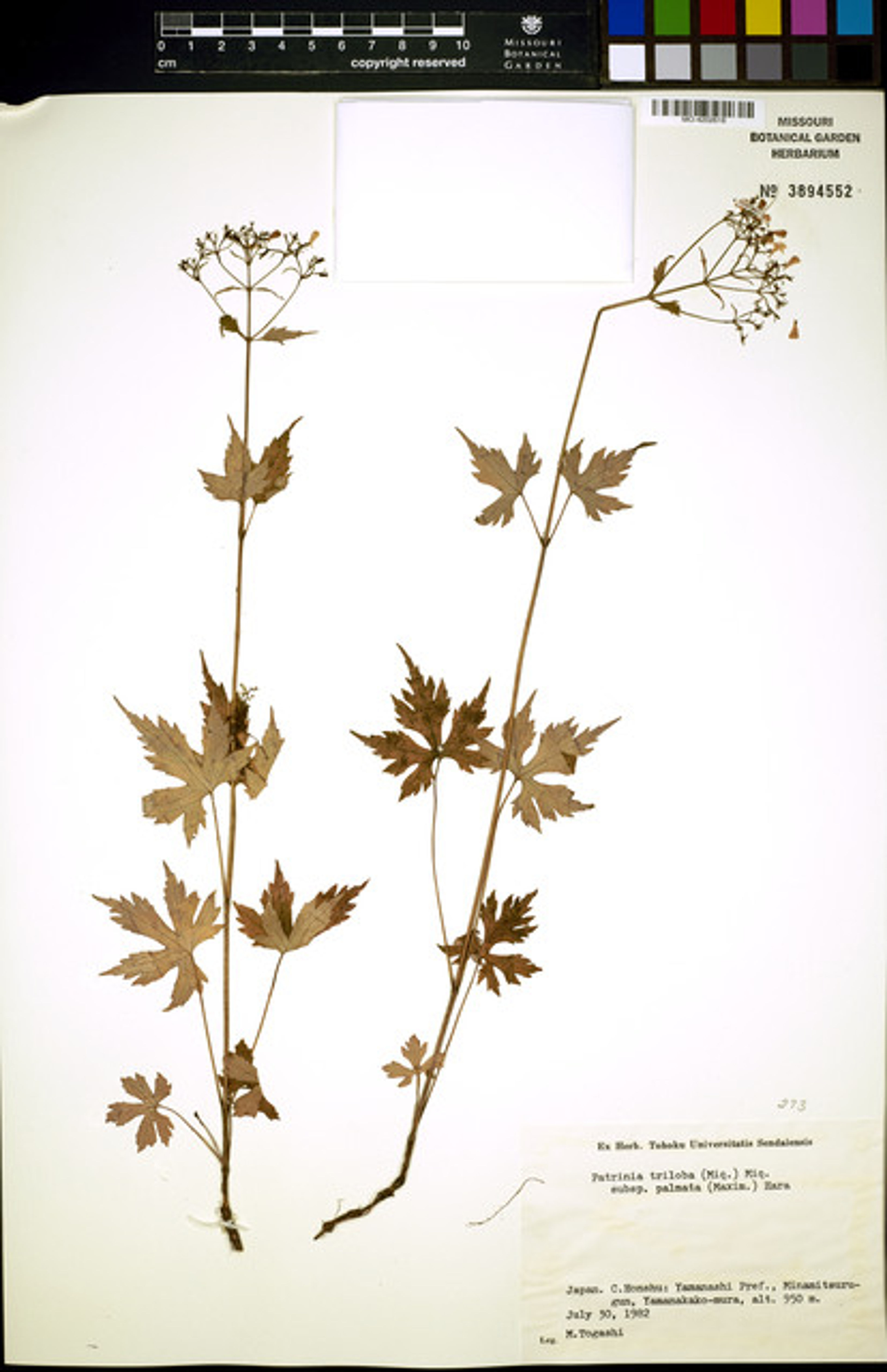 Patrinia triloba - 19