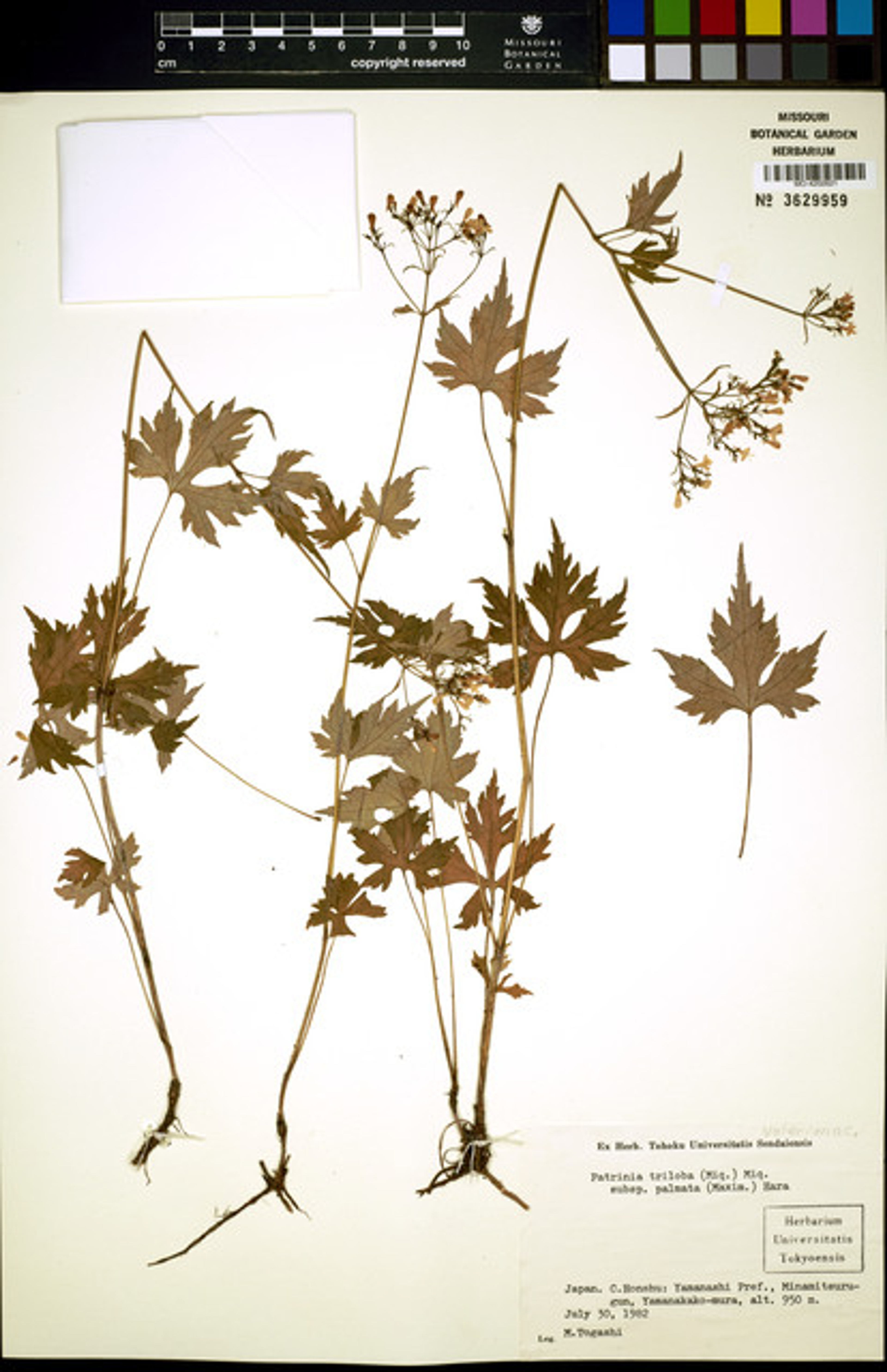 Patrinia triloba - 47