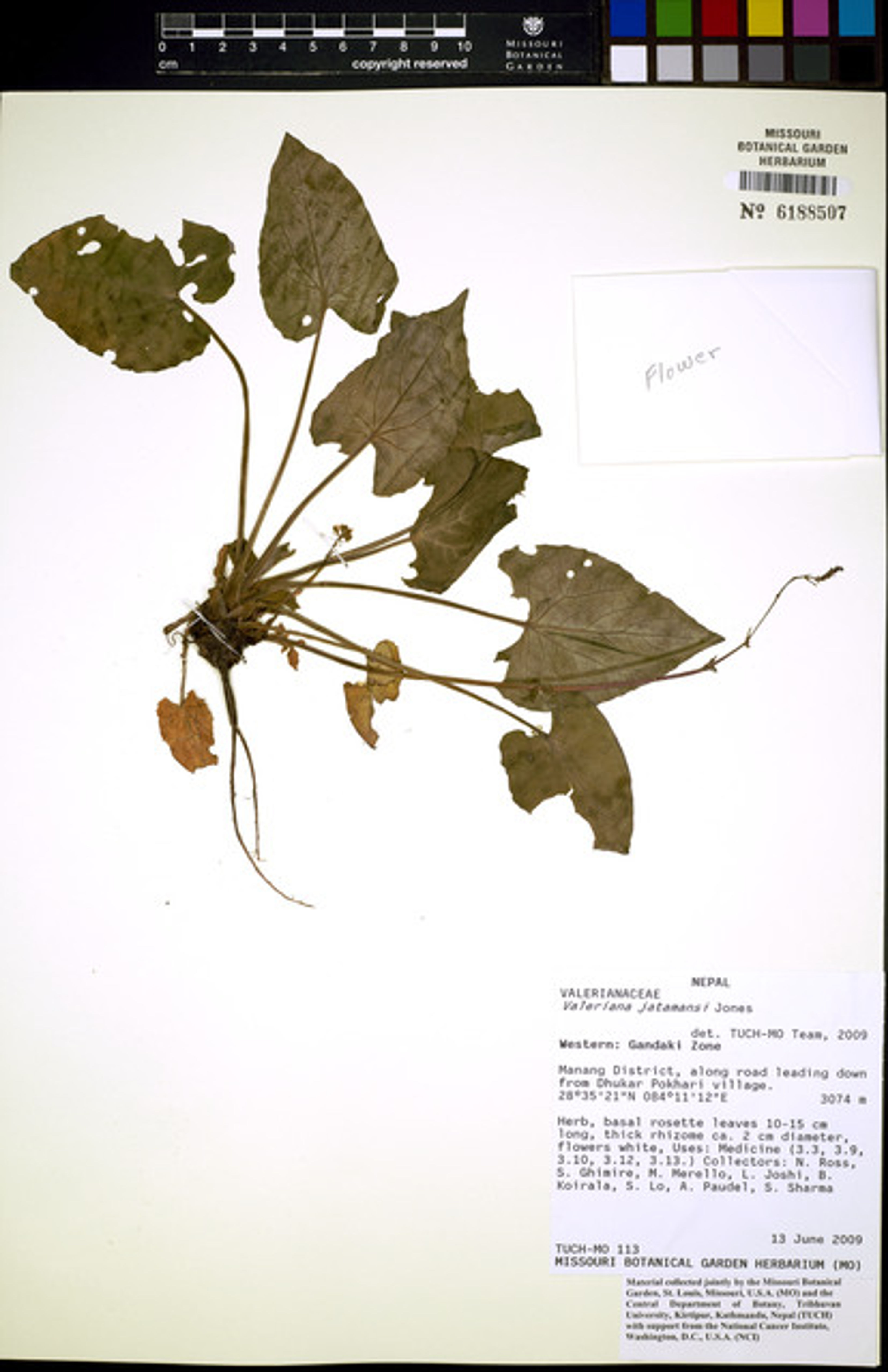Valeriana jatamansi - 22