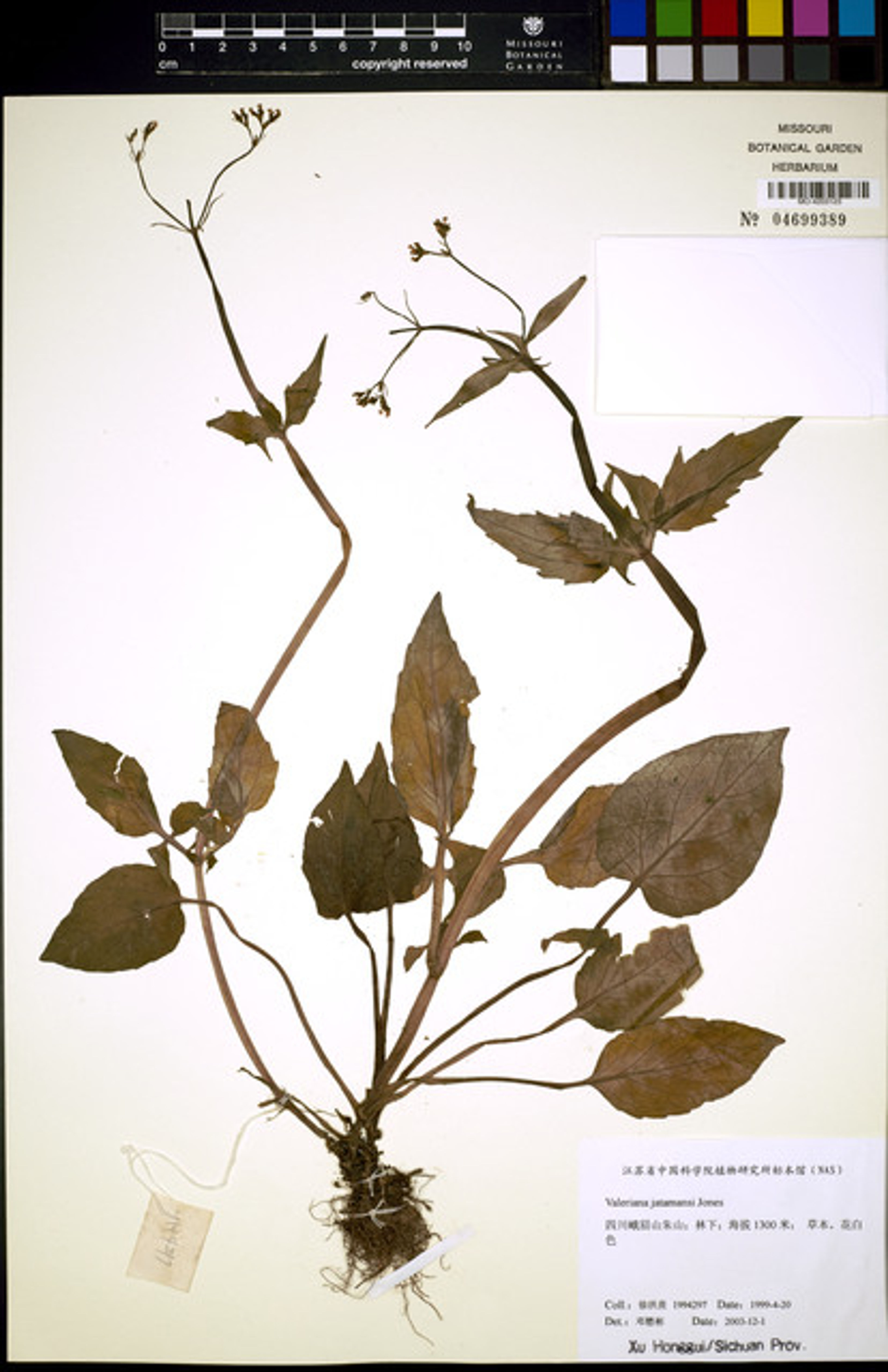 Valeriana jatamansi - 40