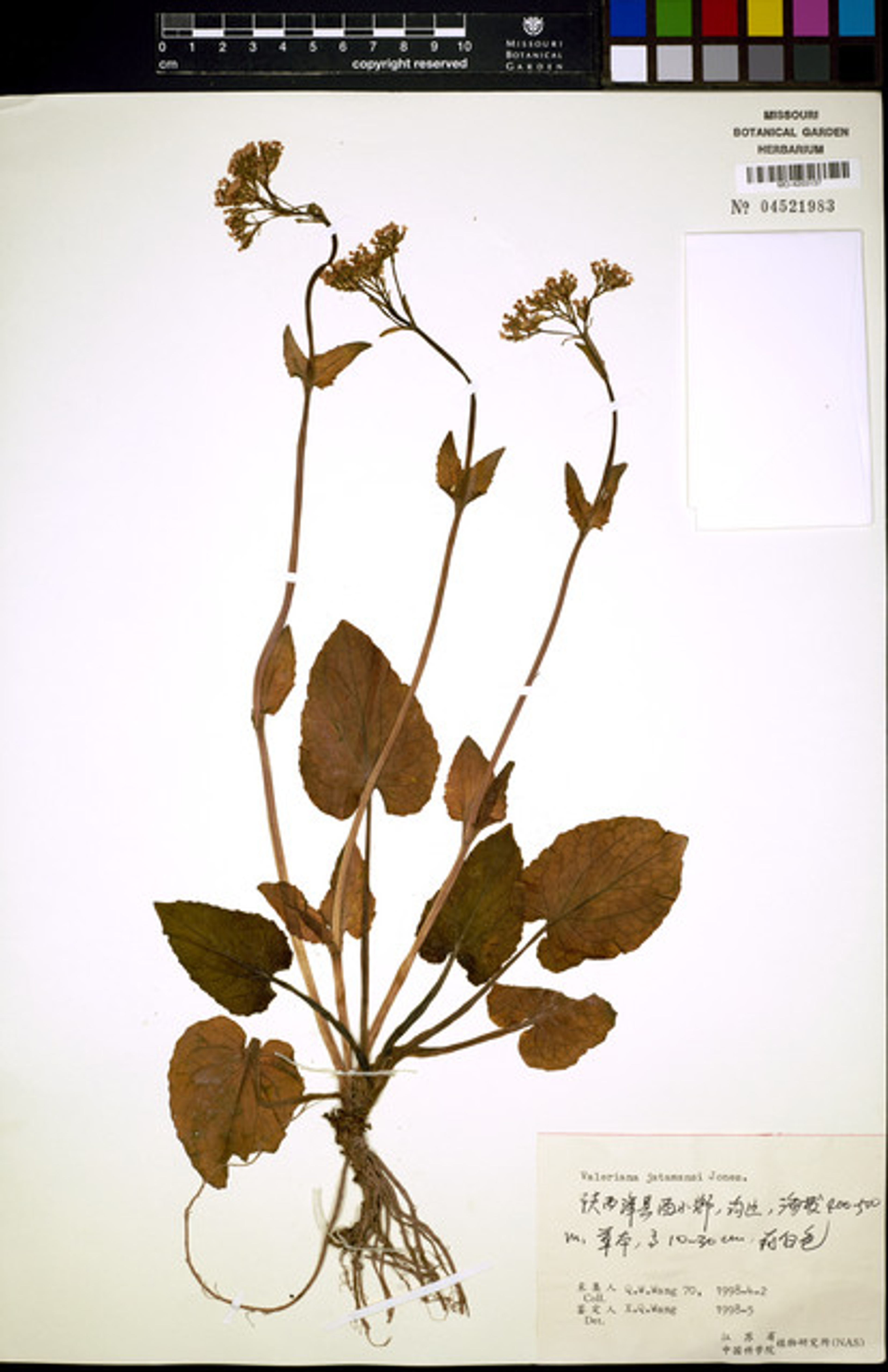 Valeriana jatamansi - 76