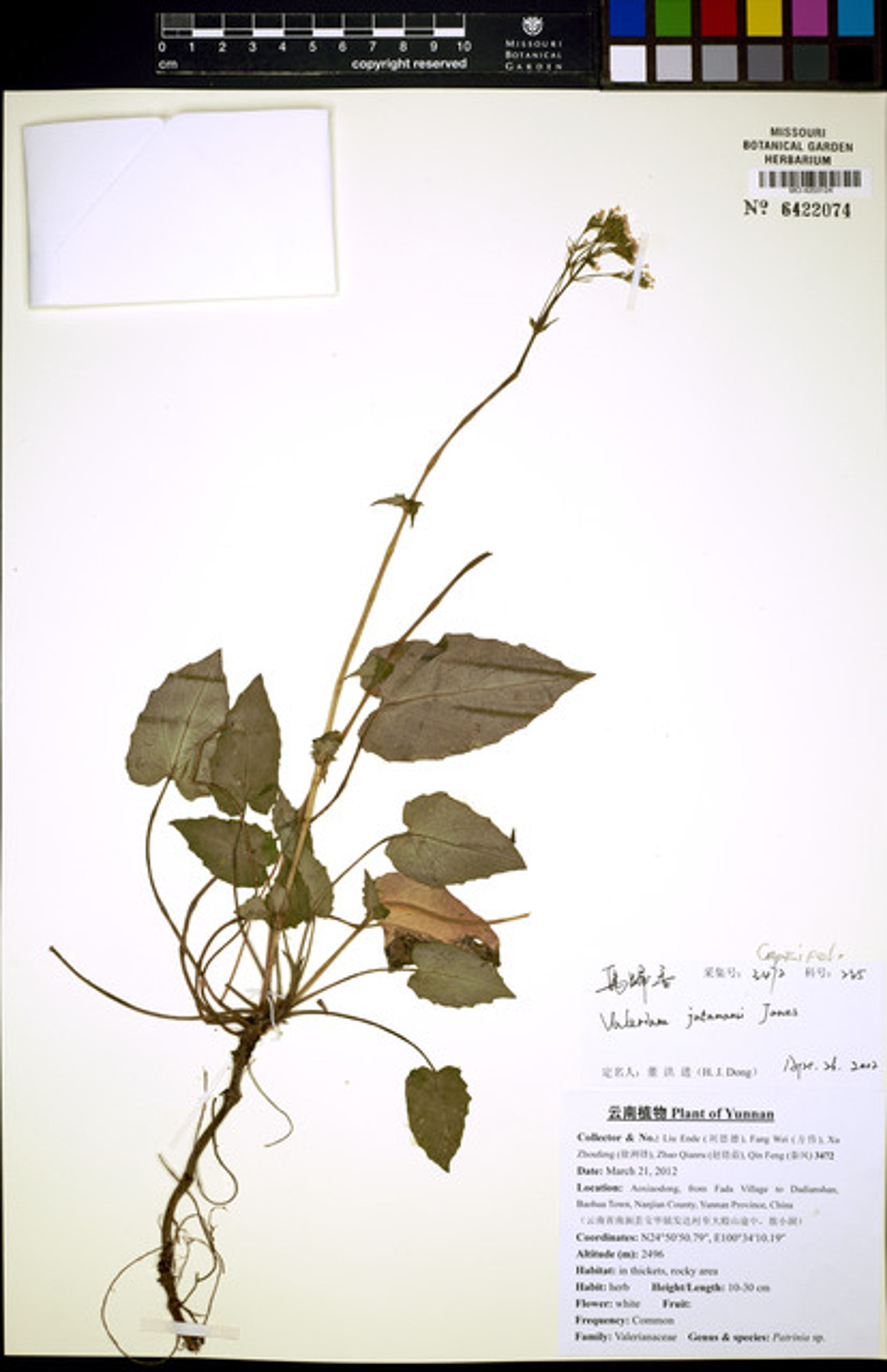 Valeriana jatamansi - 1