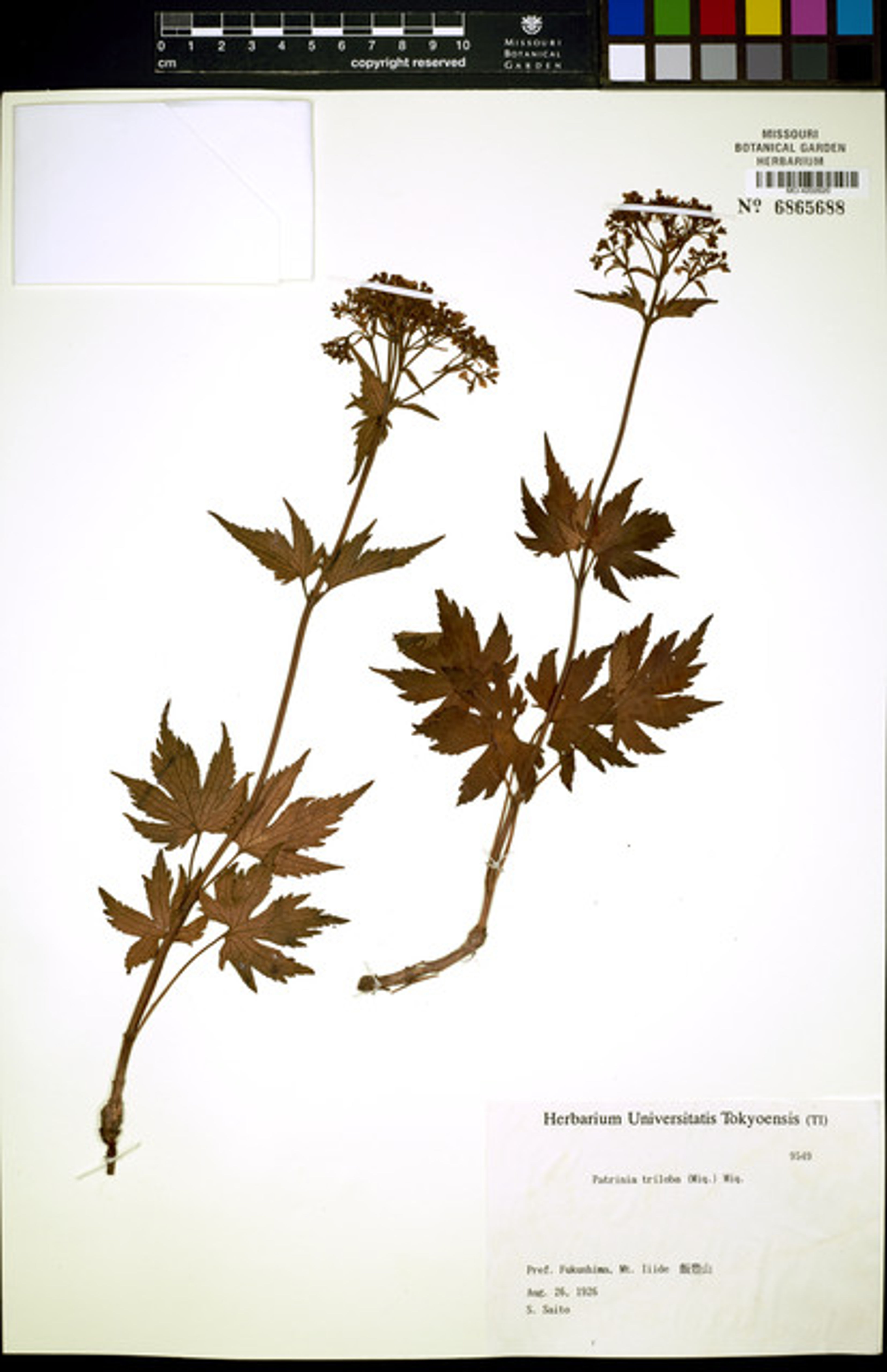 Patrinia triloba - 50