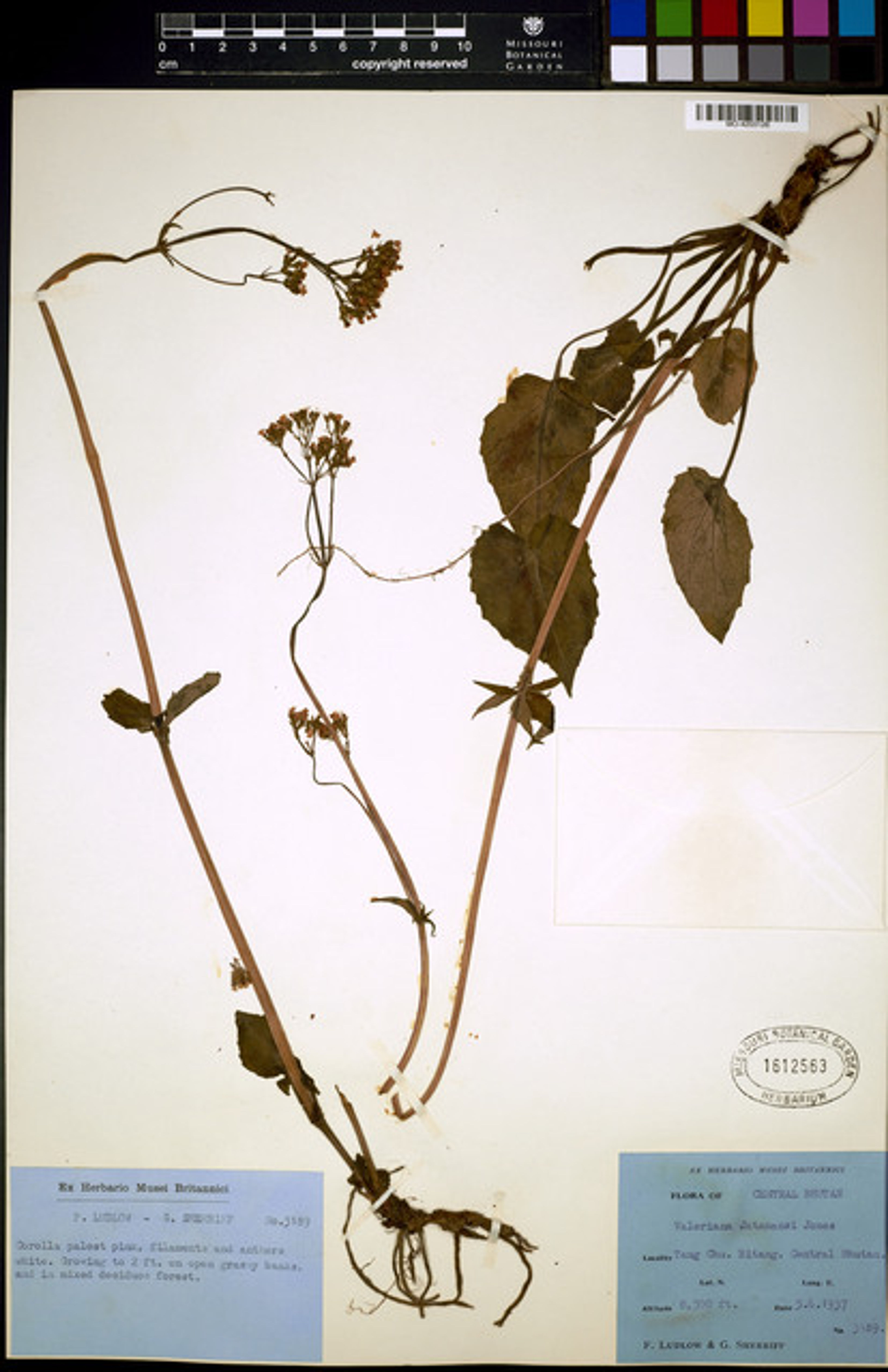 Valeriana jatamansi - 31