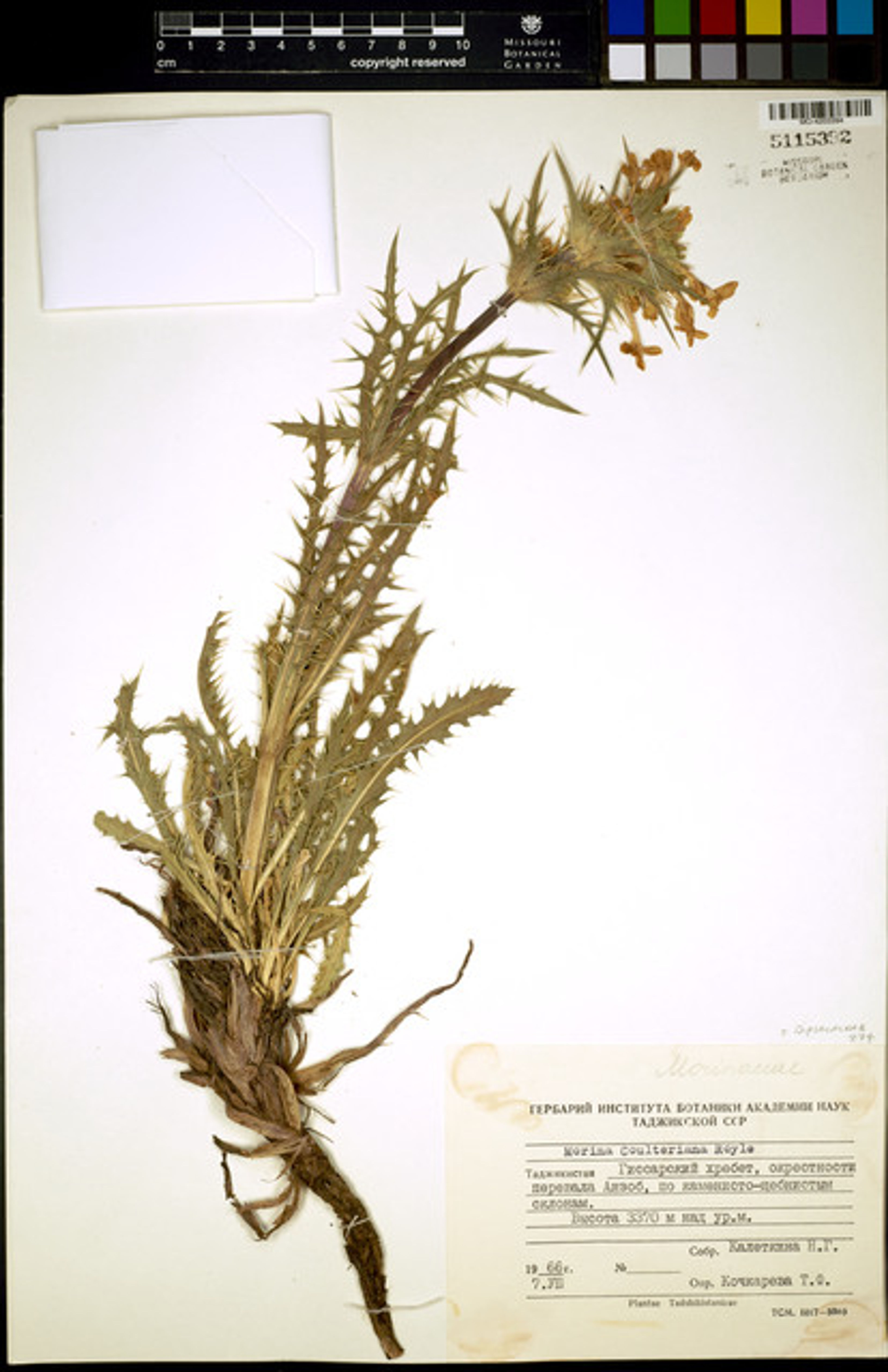 Morina coulteriana - 54