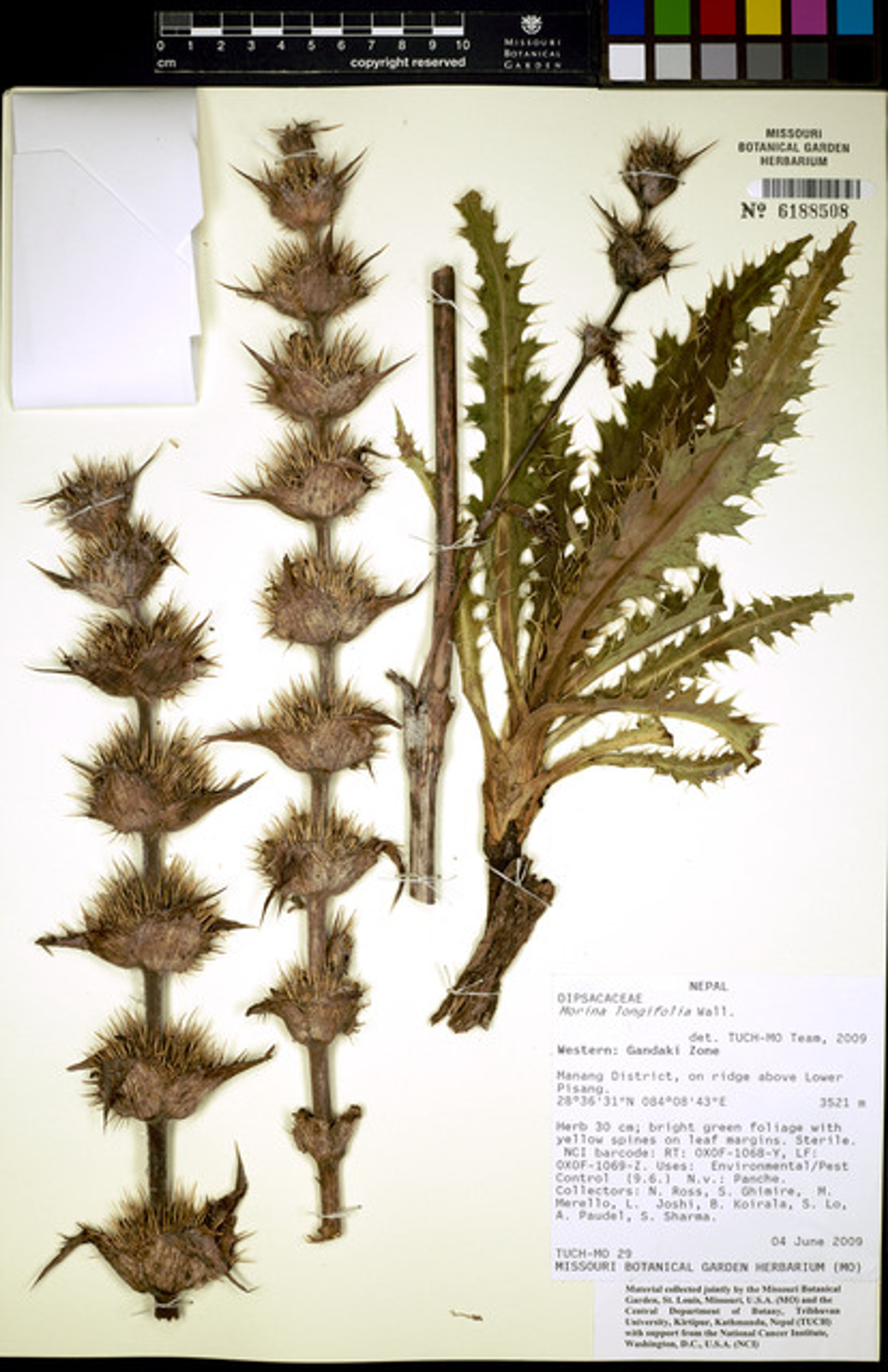Morina longifolia - 22