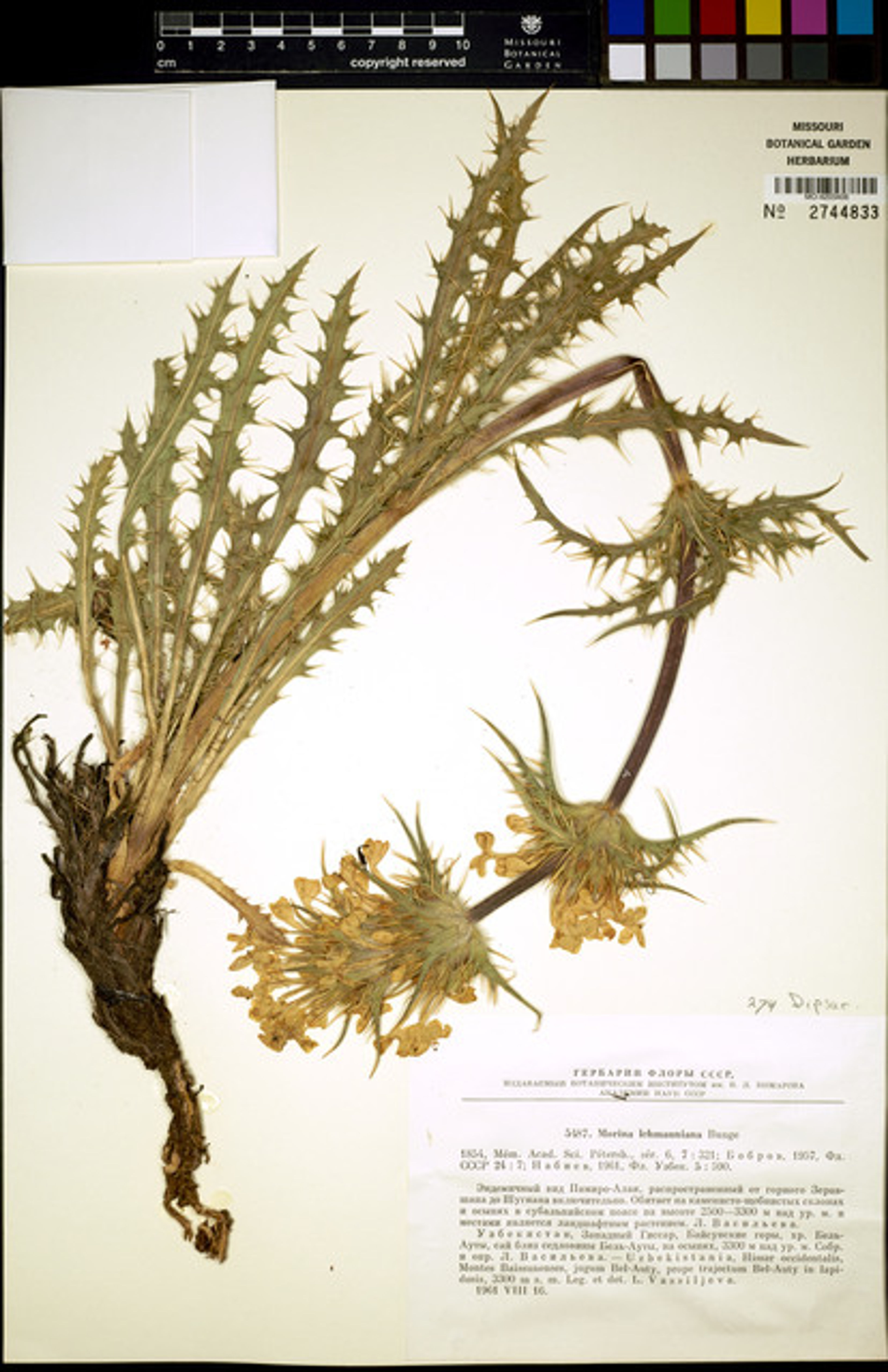 Morina coulteriana - 1