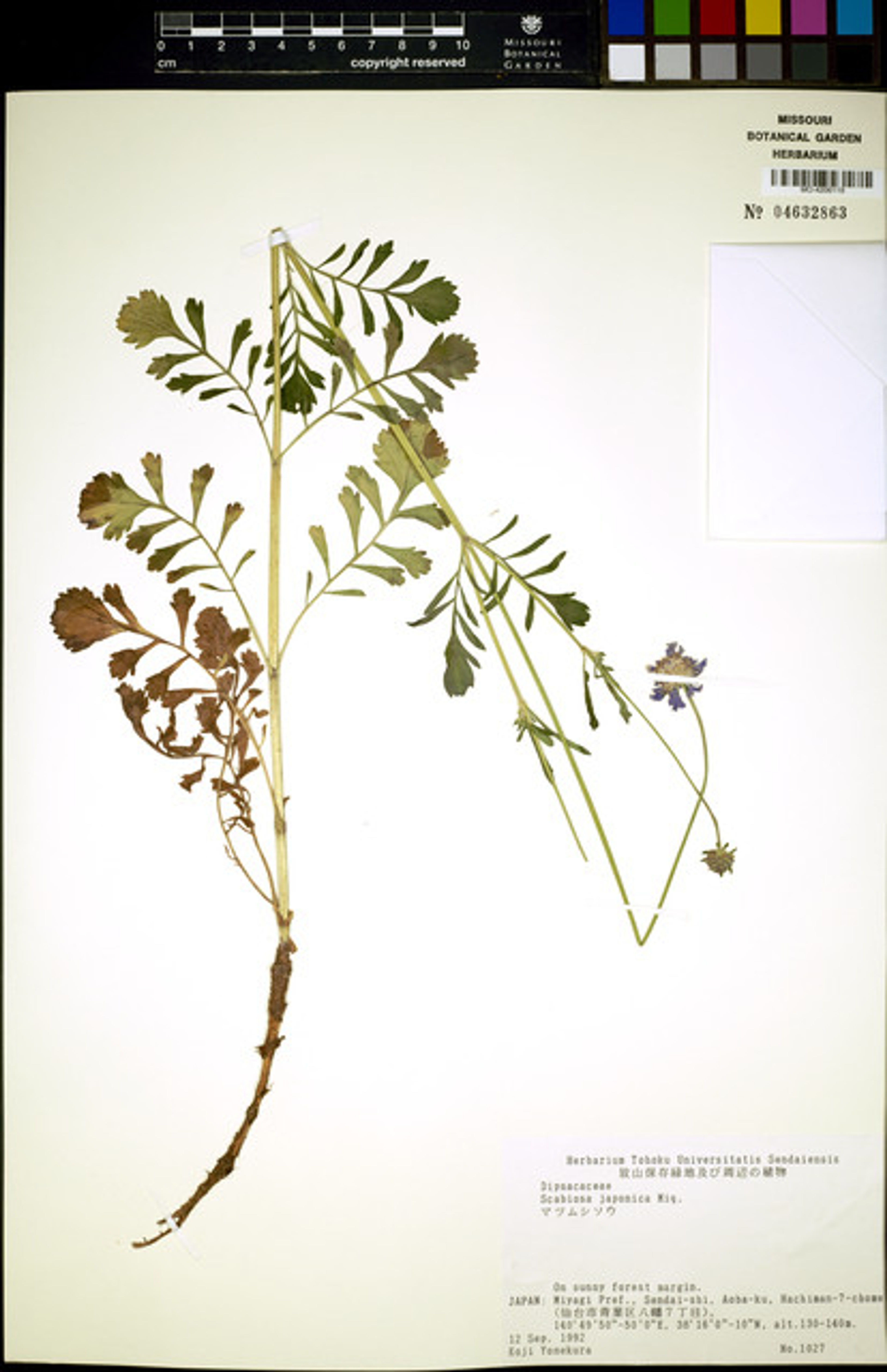 Scabiosa japonica - 43