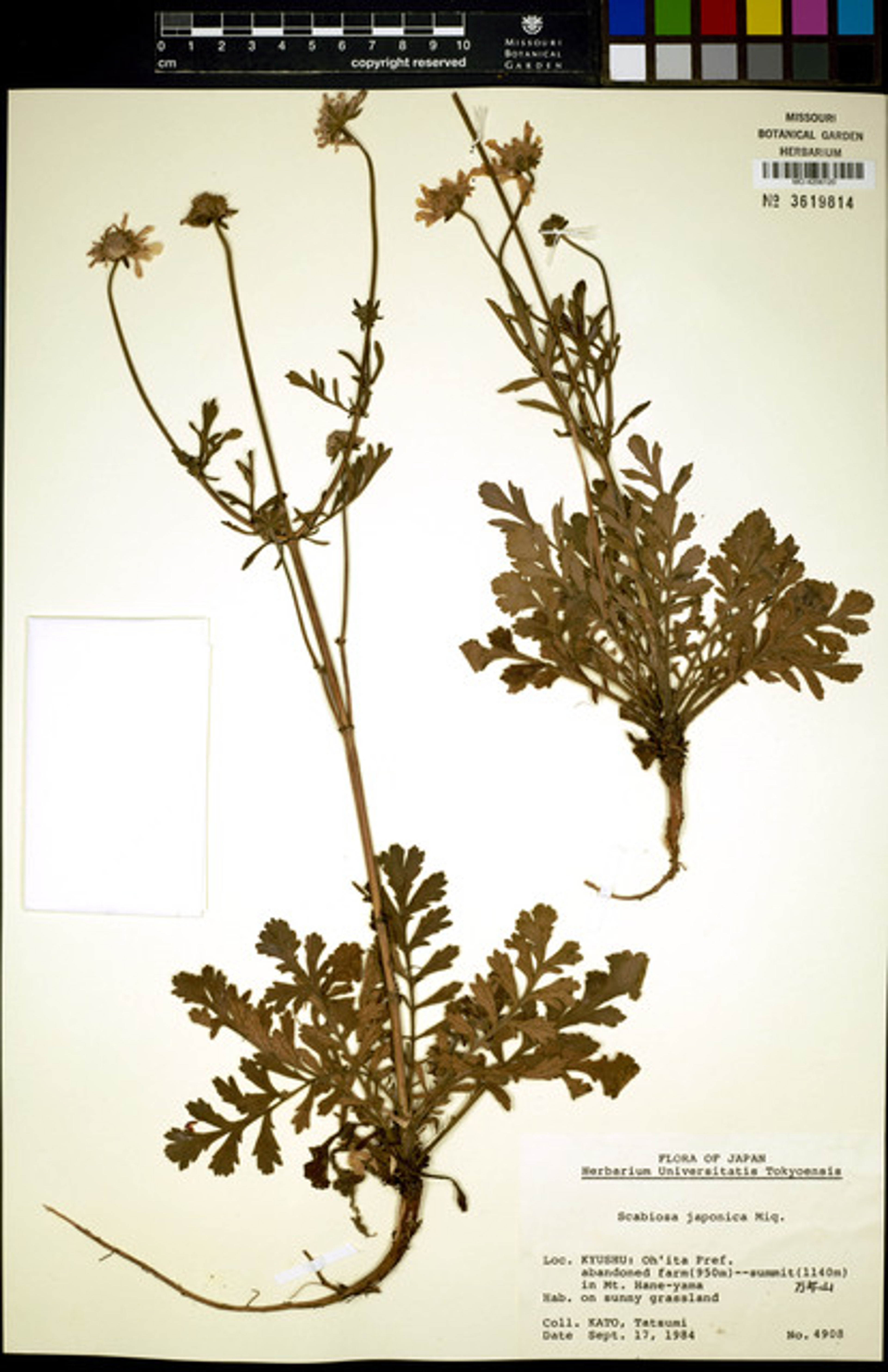 Scabiosa japonica - 80