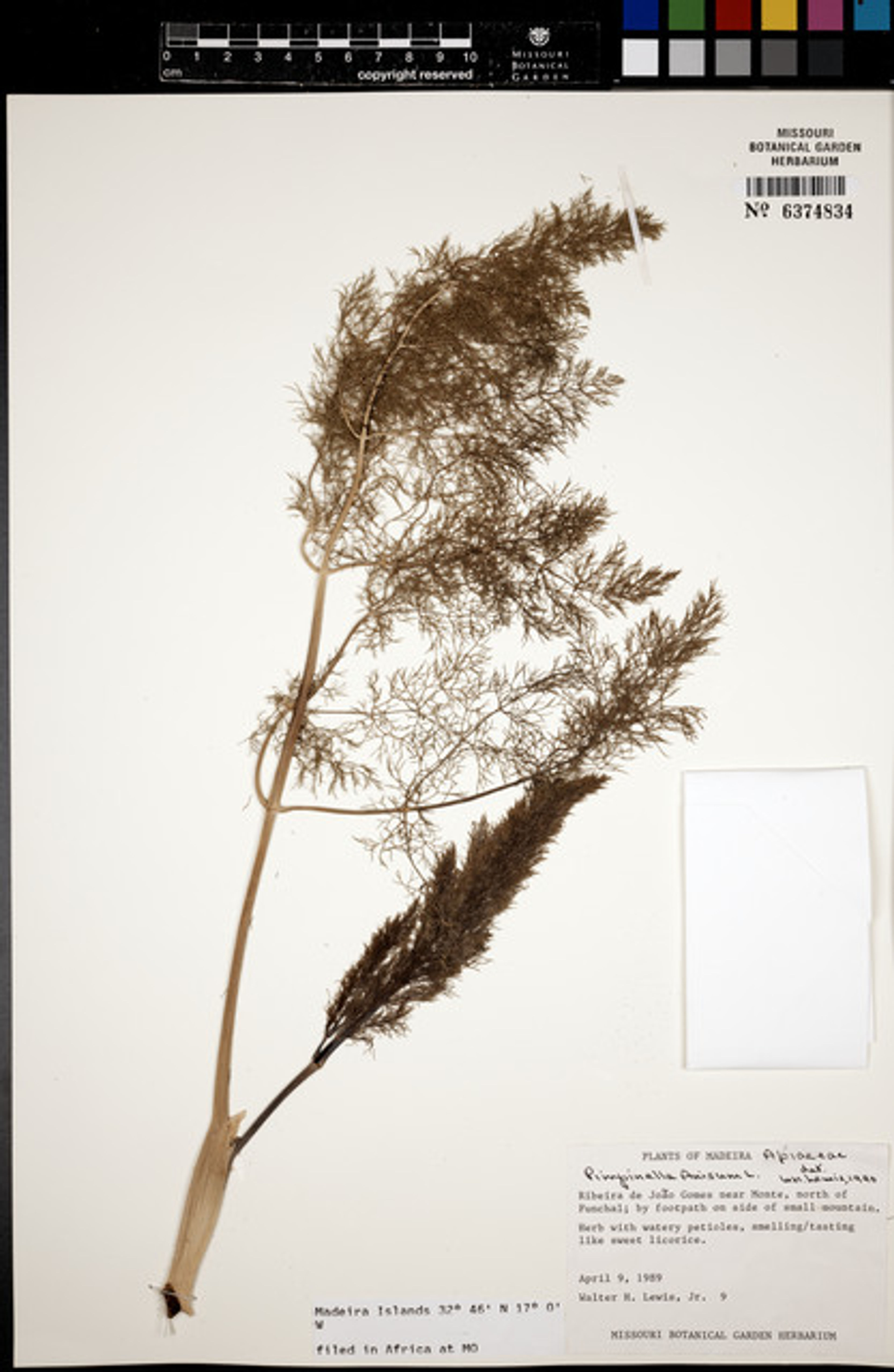 Pimpinella anisum - 29