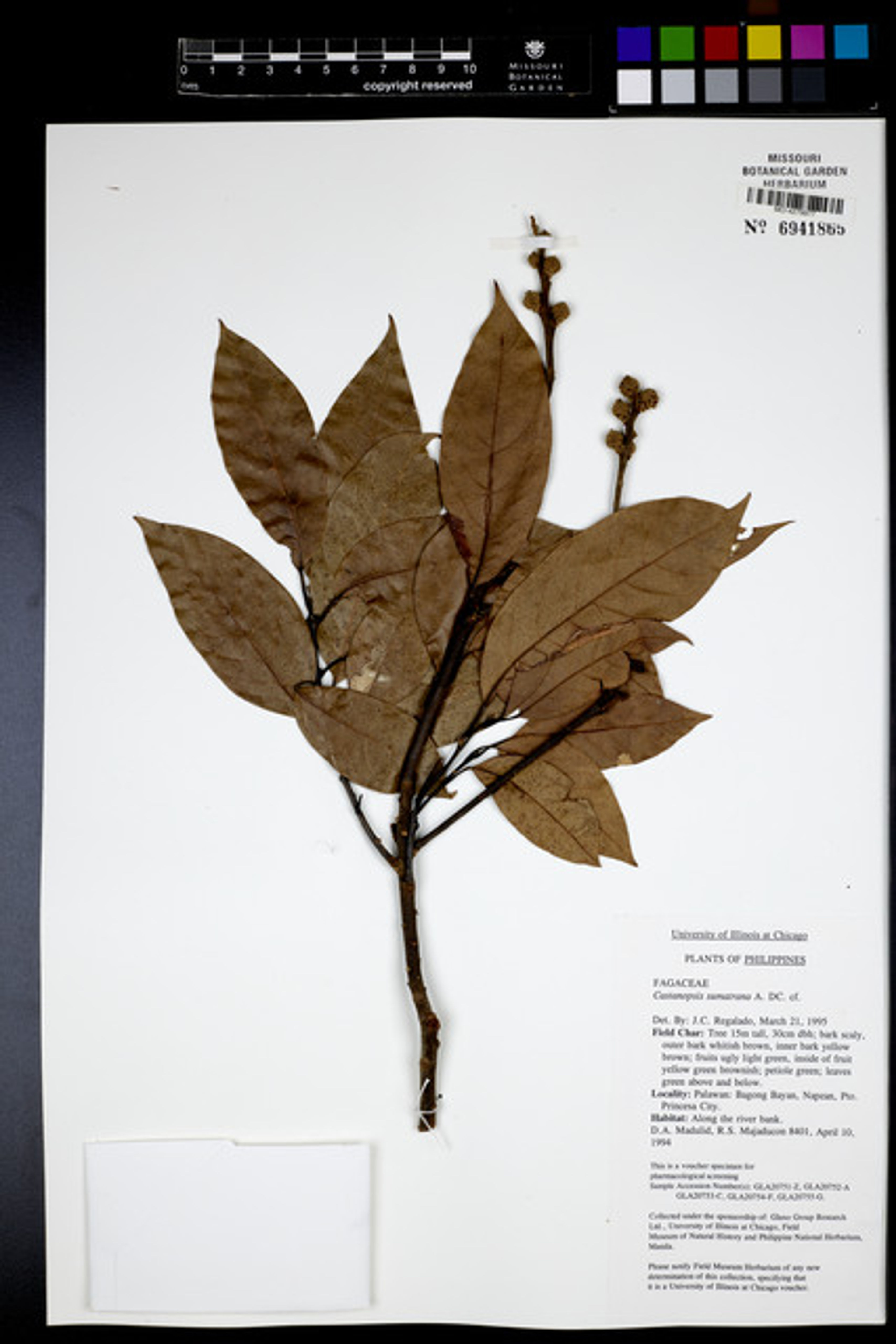 Castanopsis inermis - 12