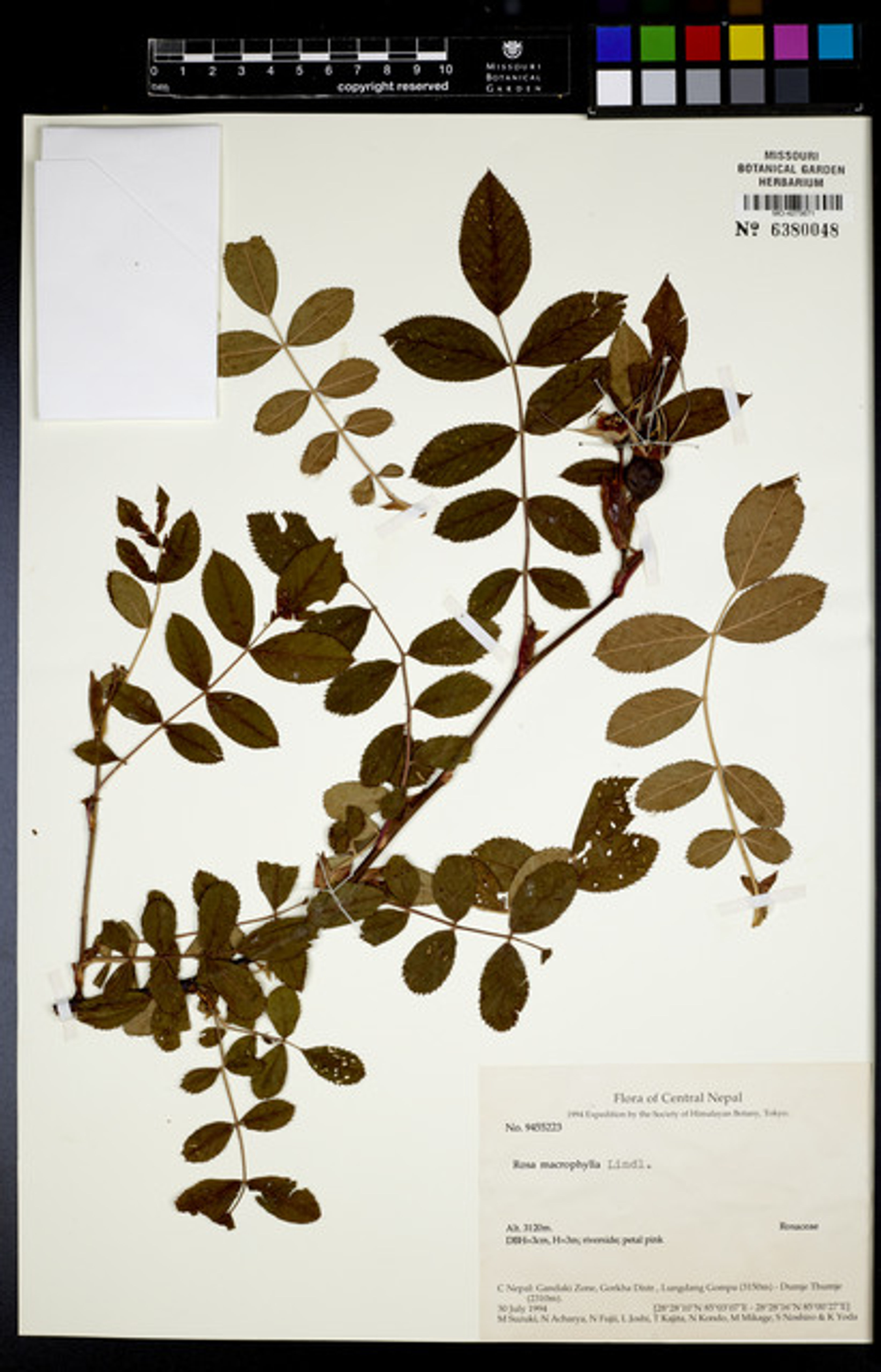Rosa macrophylla - 16