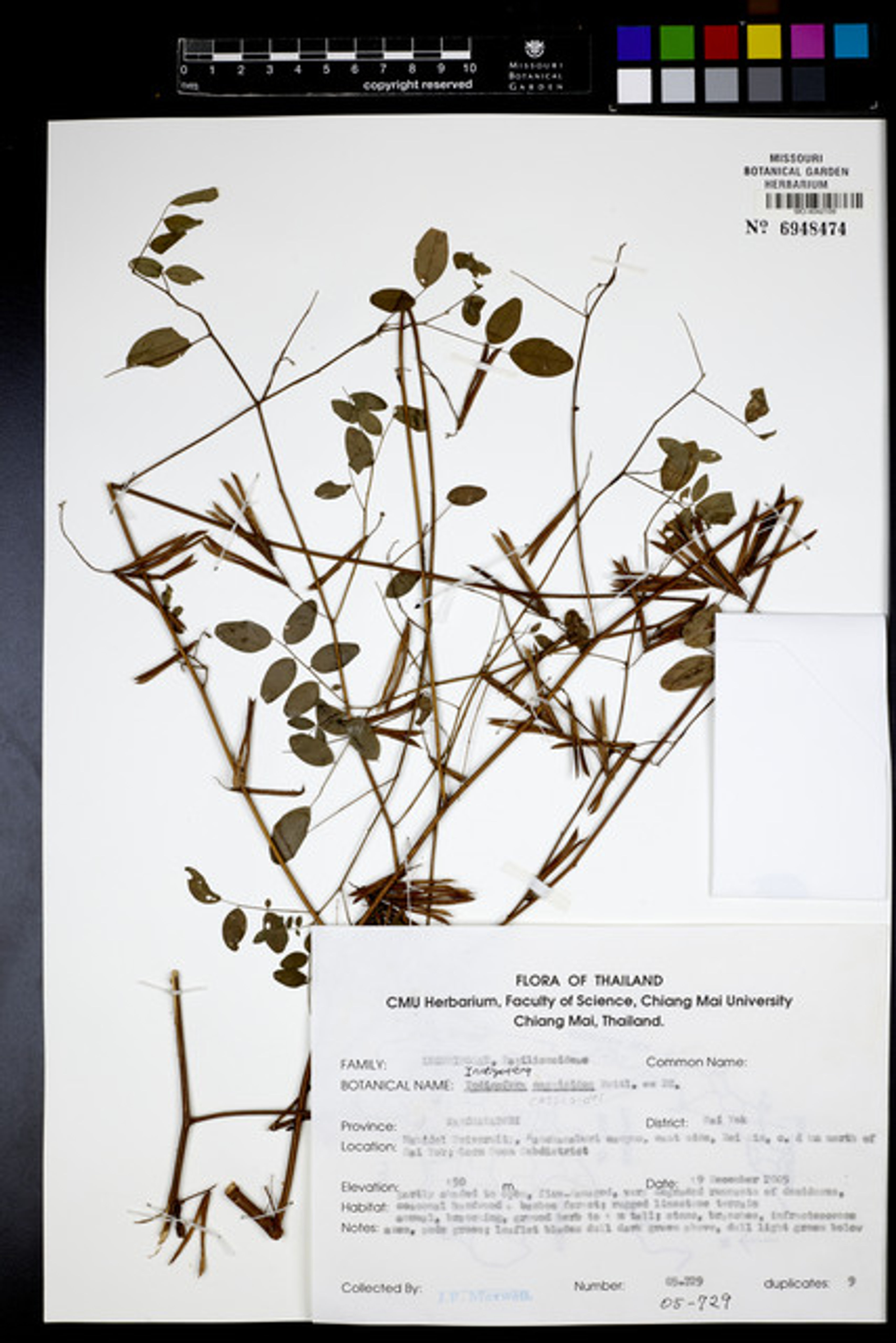 Indigofera cassioides - 9