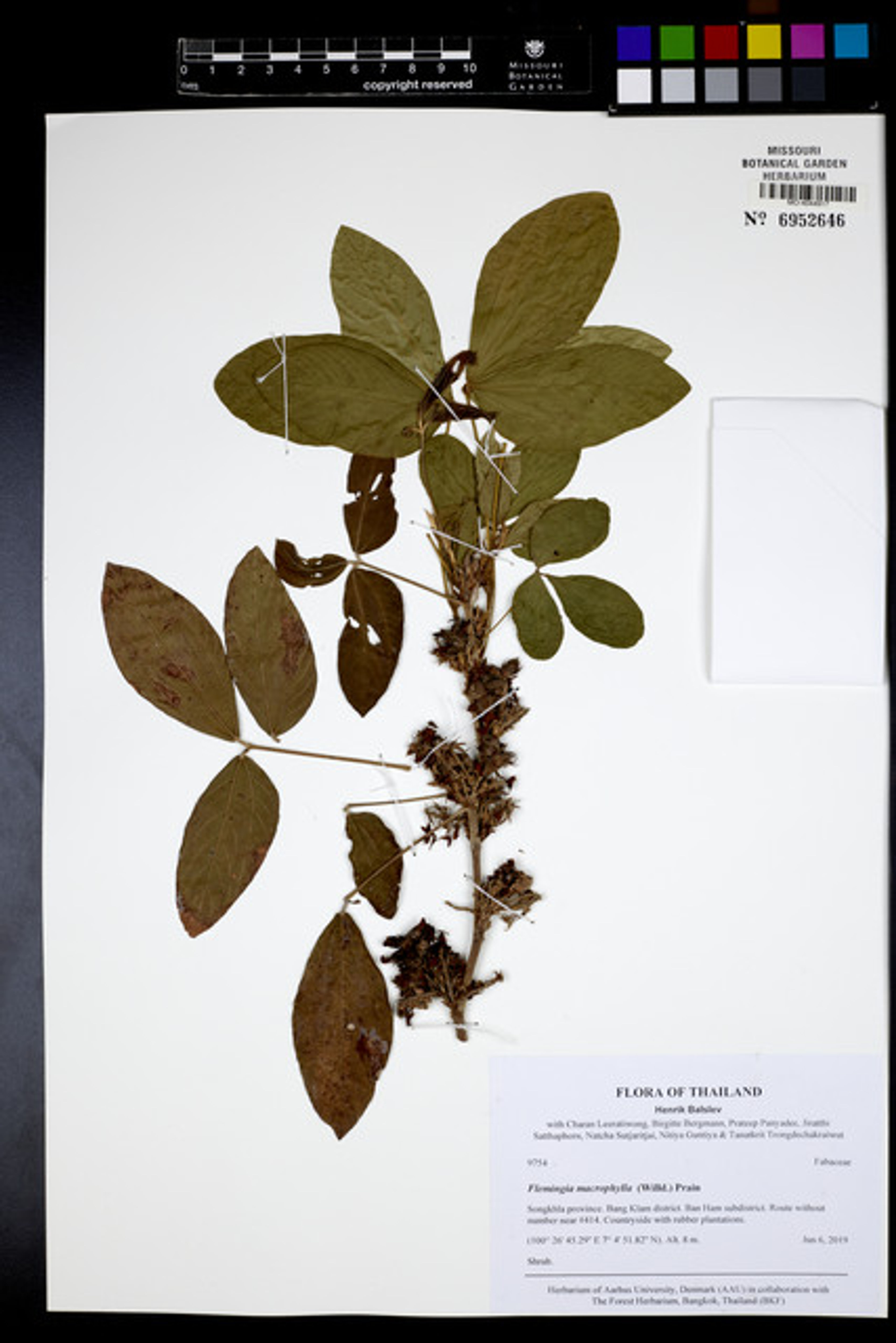 Flemingia macrophylla - 175