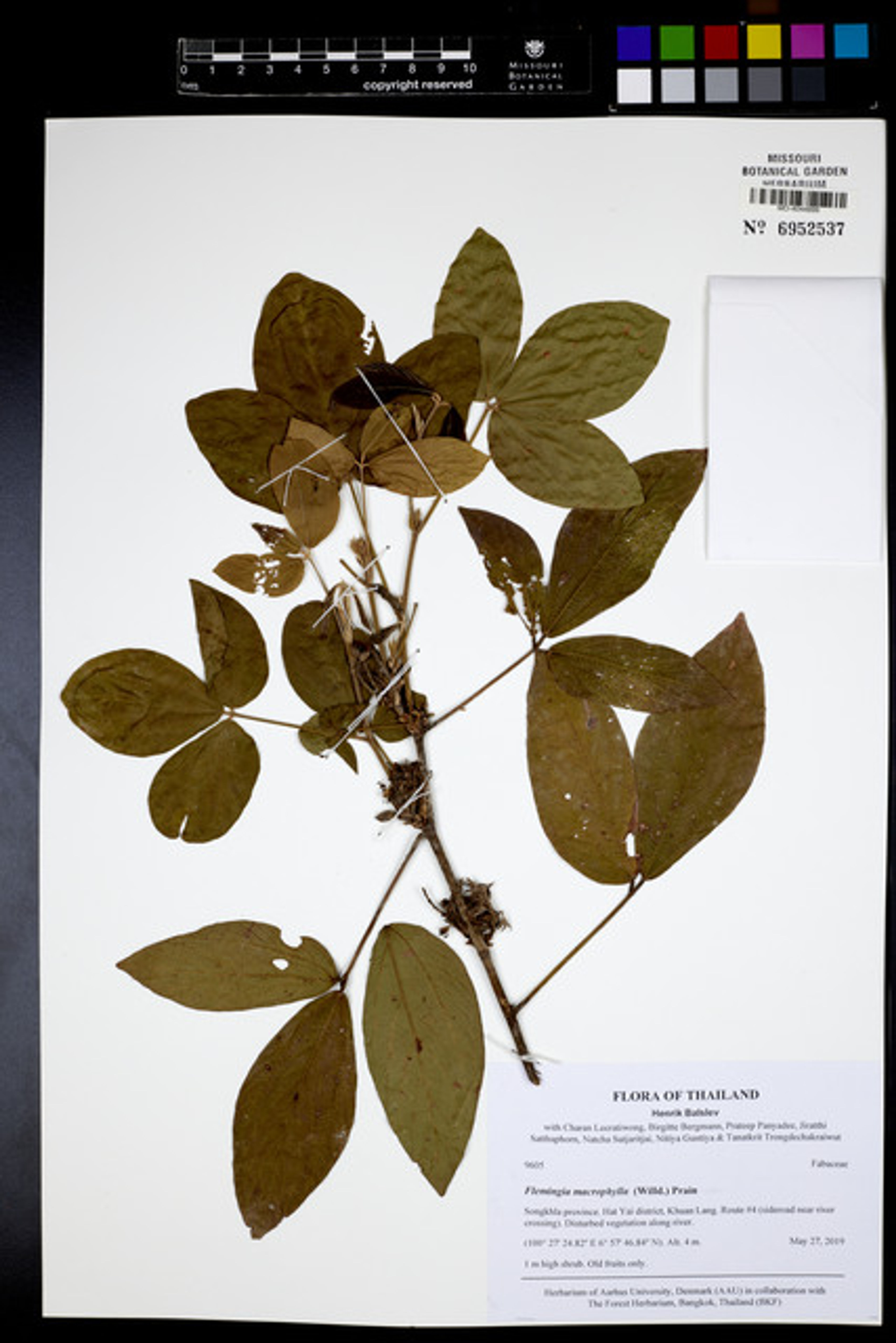 Flemingia macrophylla - 191