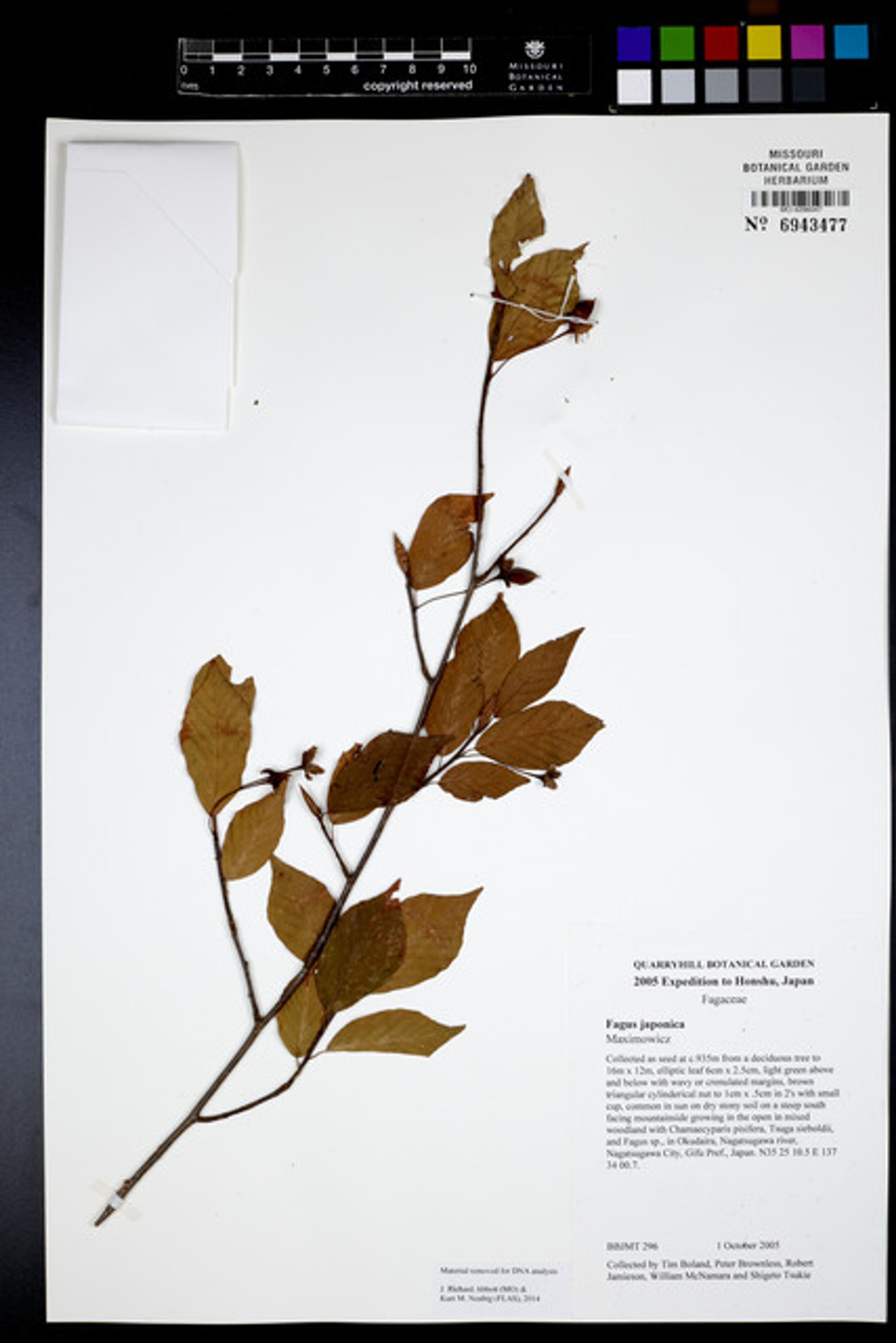 Fagus japonica - 77