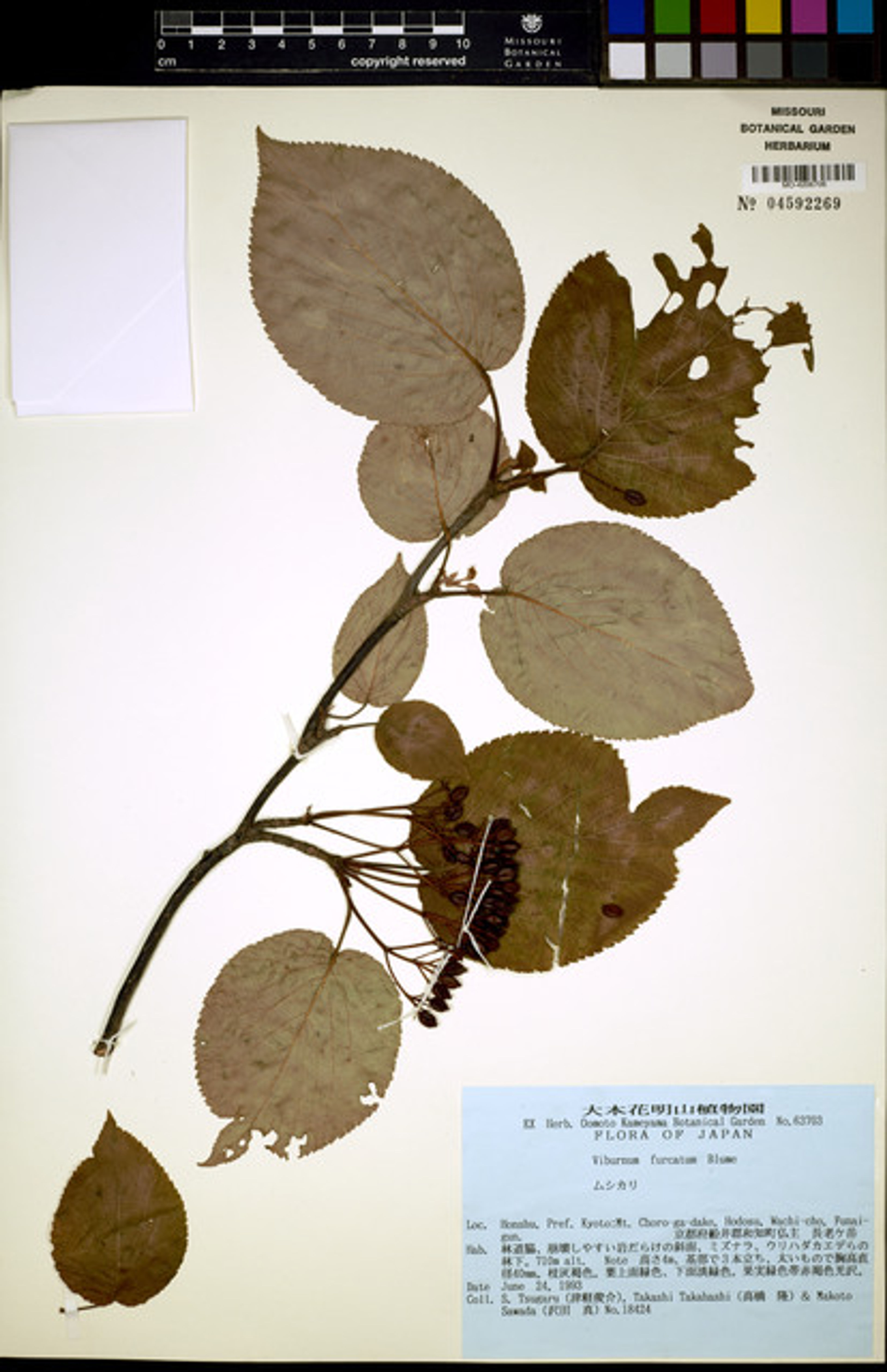 Viburnum furcatum - 19