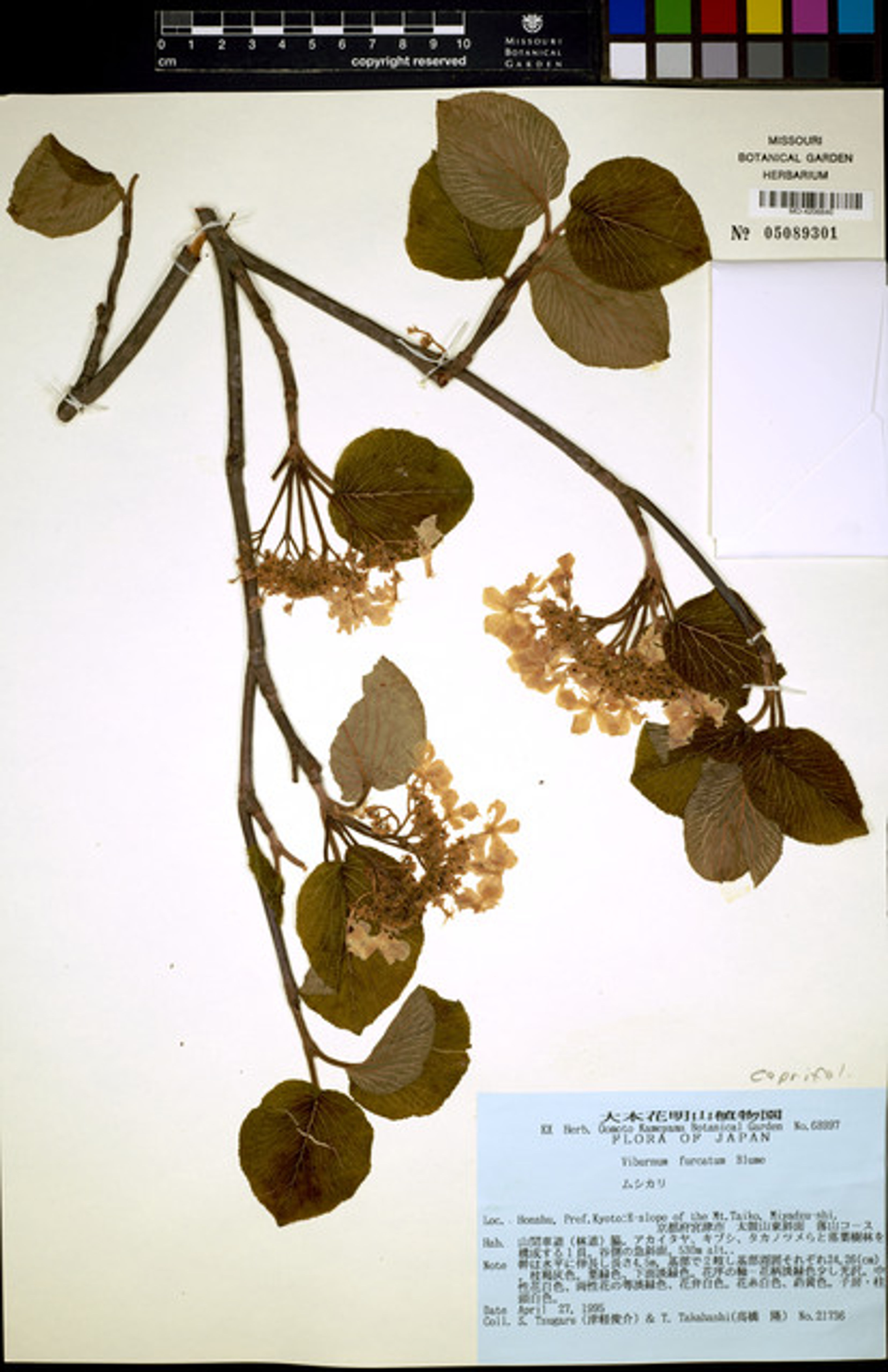 Viburnum furcatum - 26