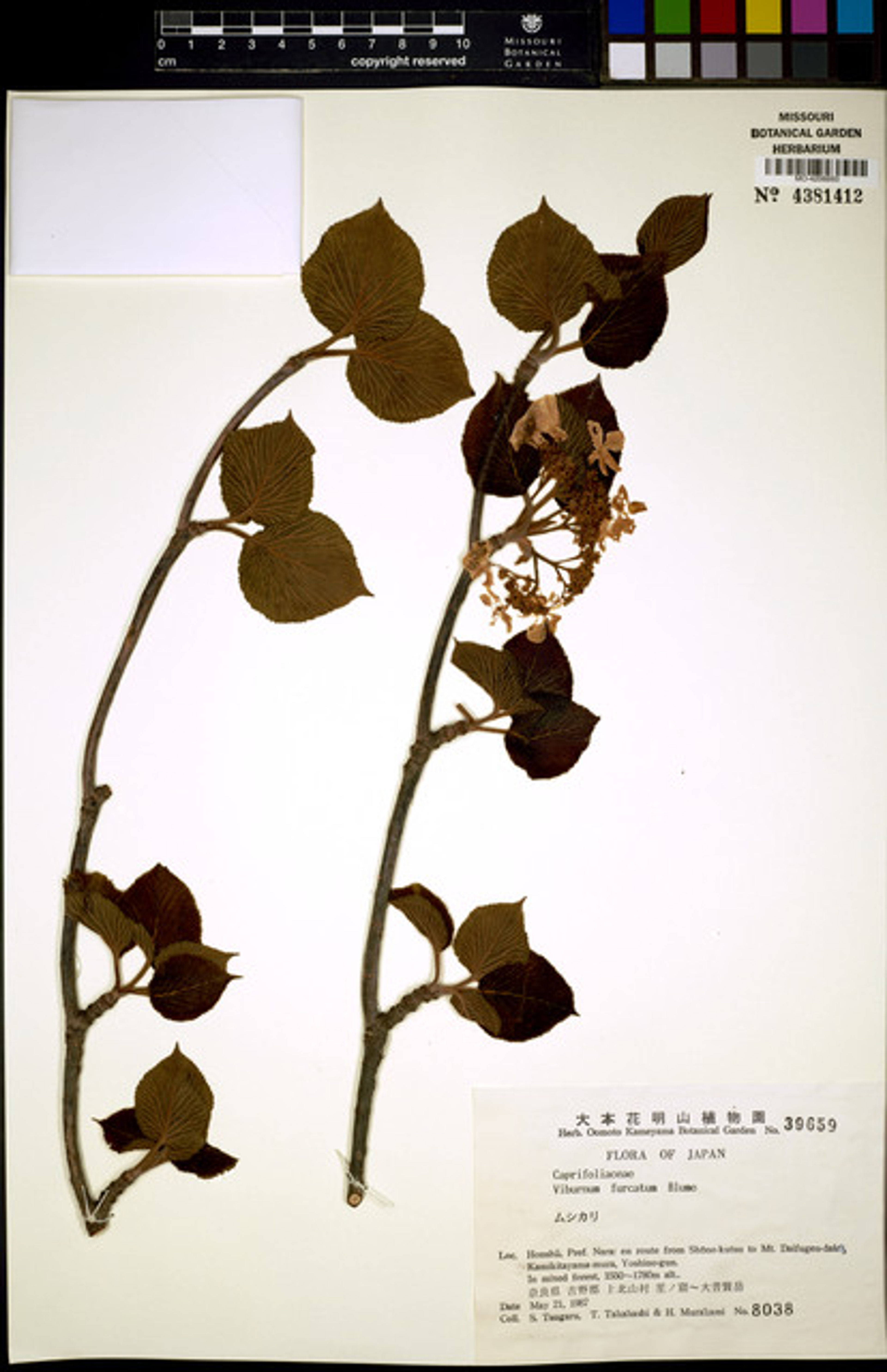 Viburnum furcatum - 96