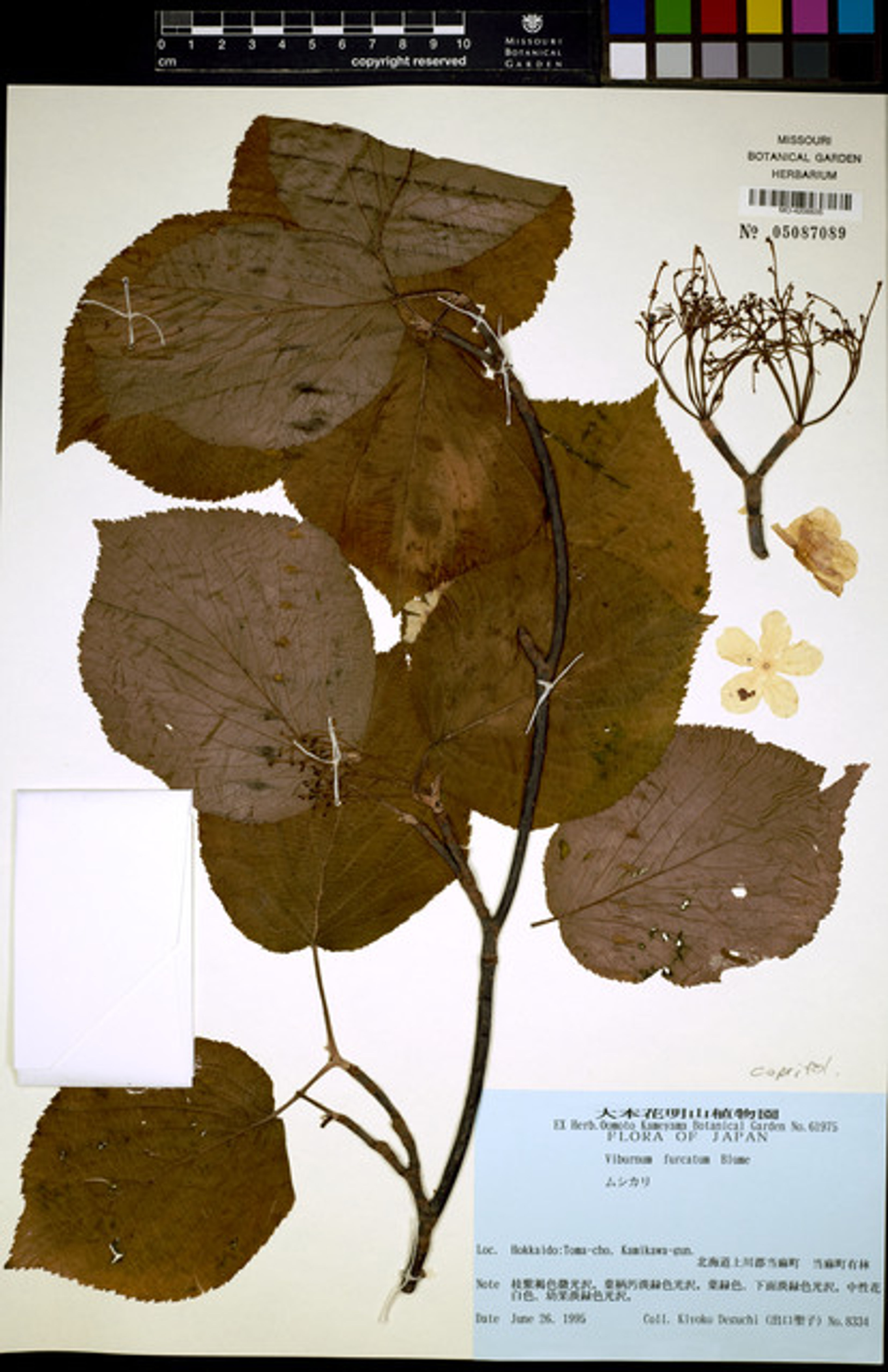 Viburnum furcatum - 66