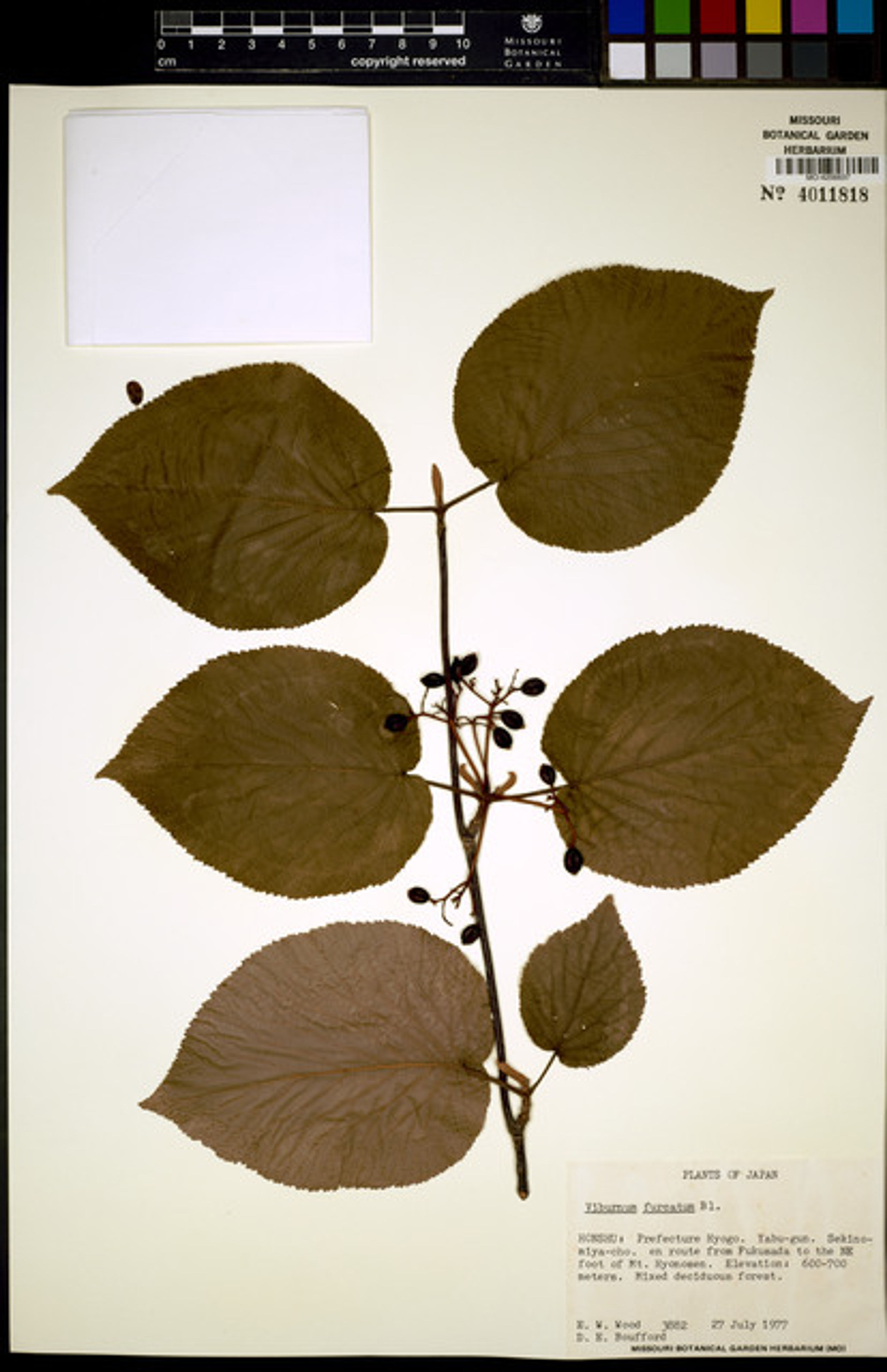 Viburnum furcatum - 63
