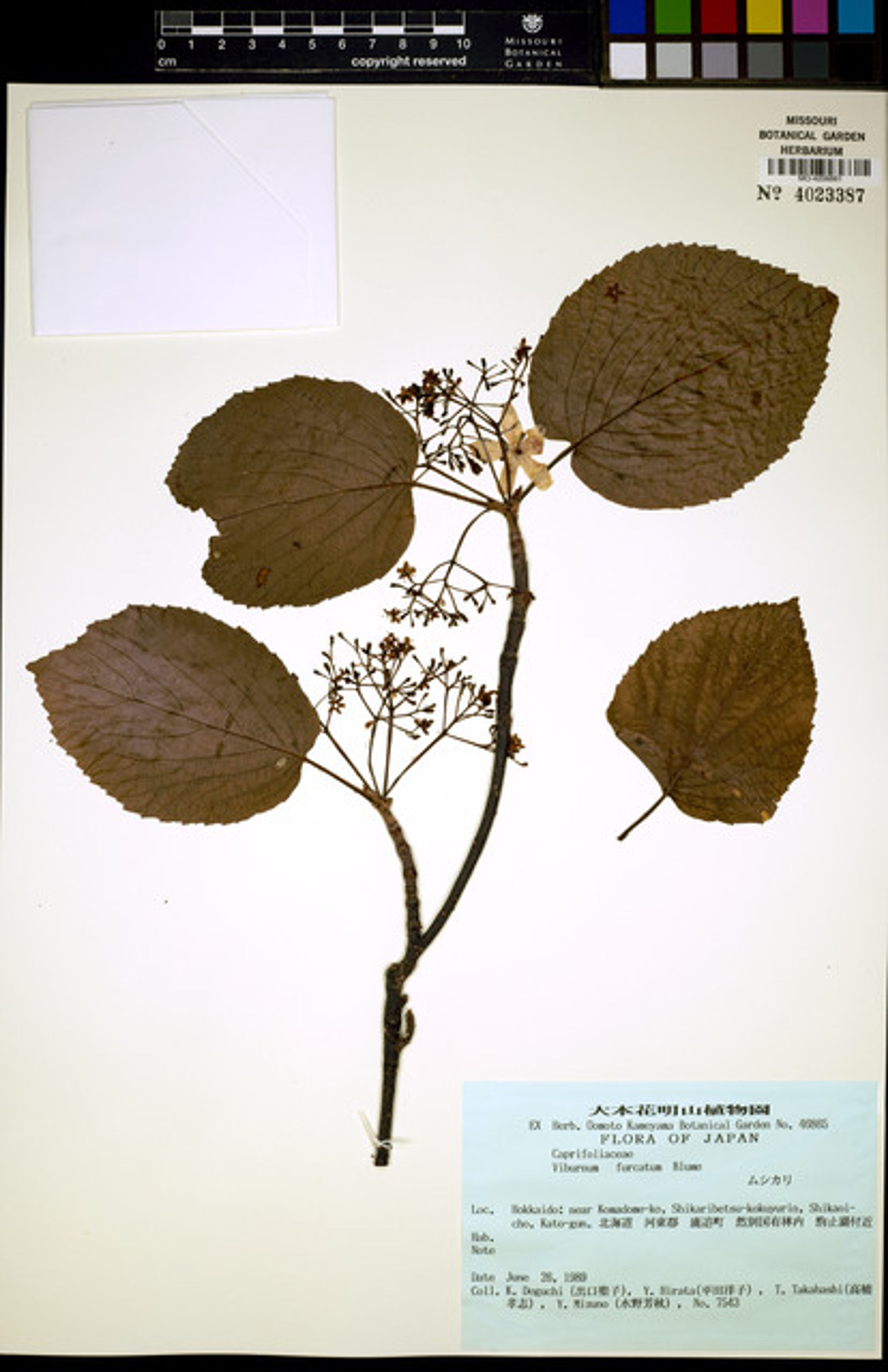 Viburnum furcatum - 49