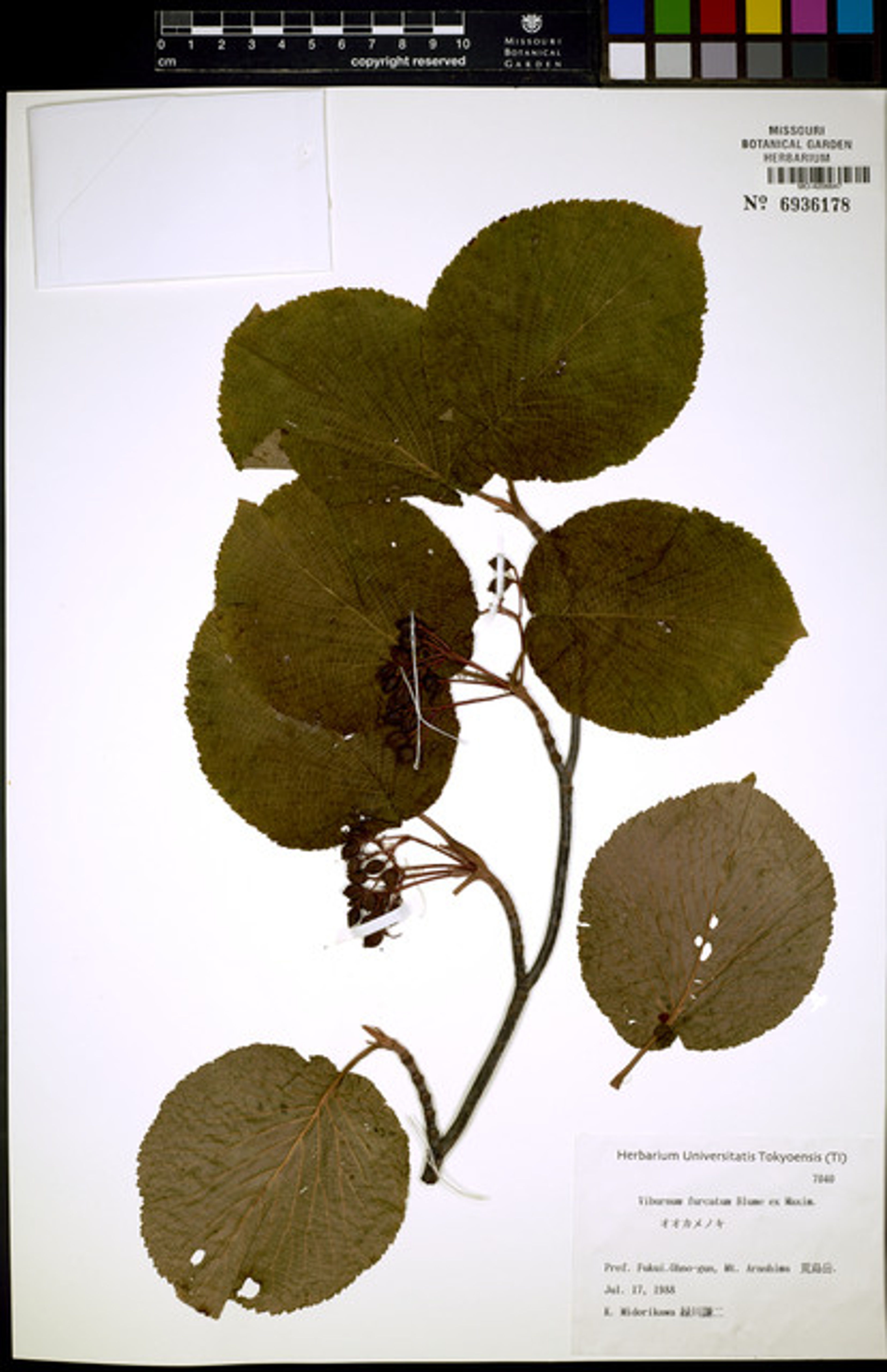 Viburnum furcatum - 30