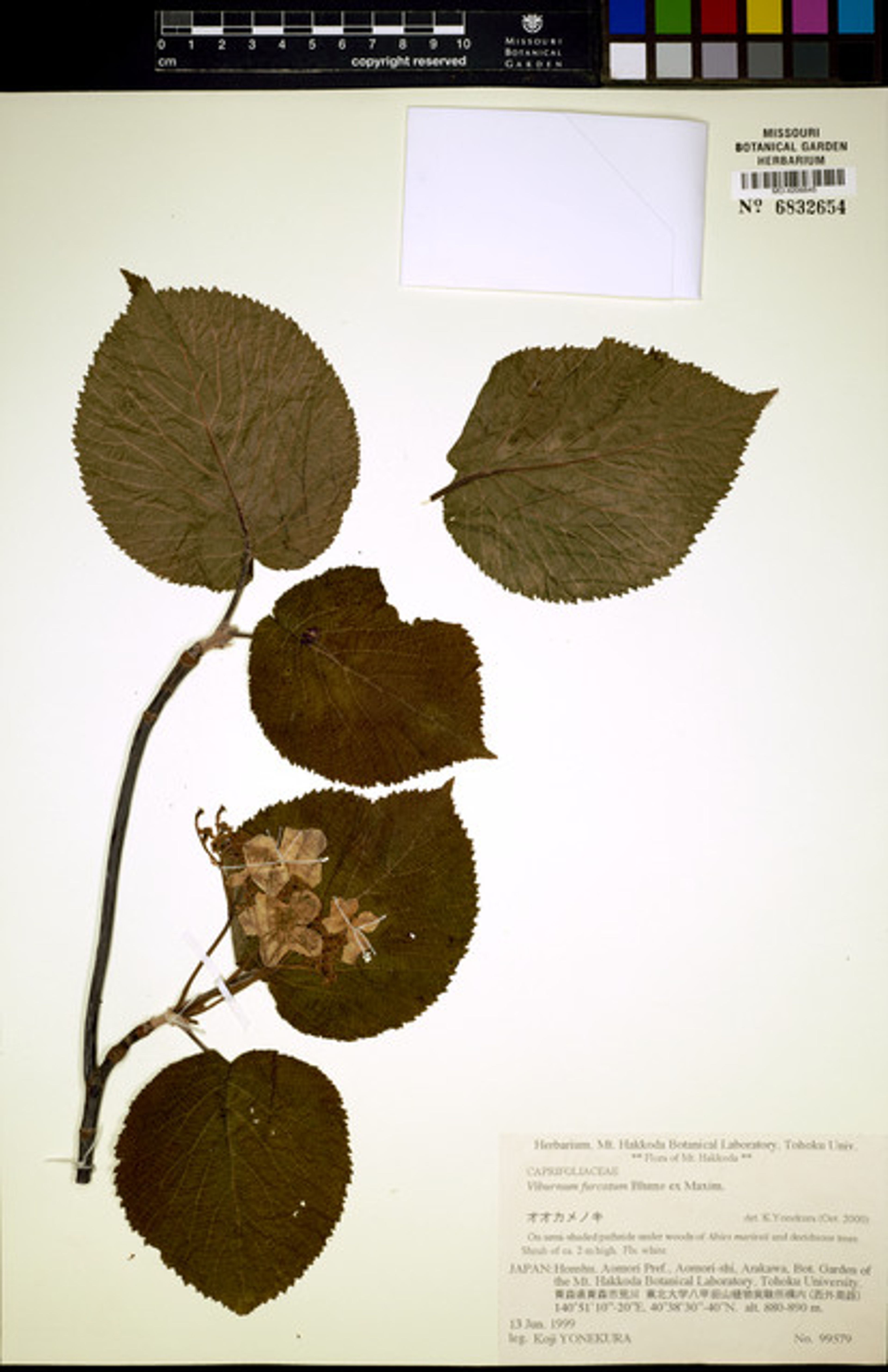 Viburnum furcatum - 32