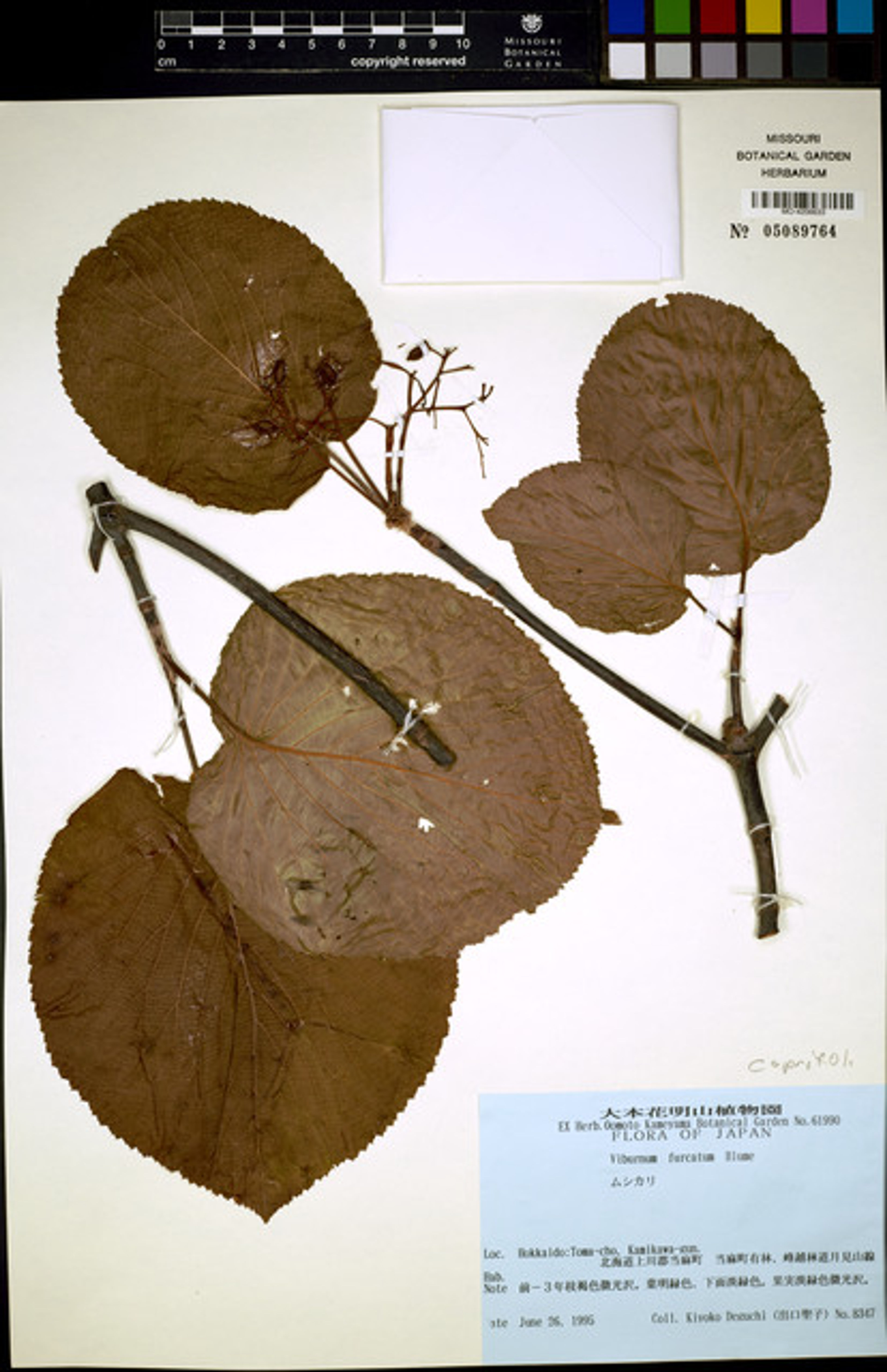 Viburnum furcatum - 73