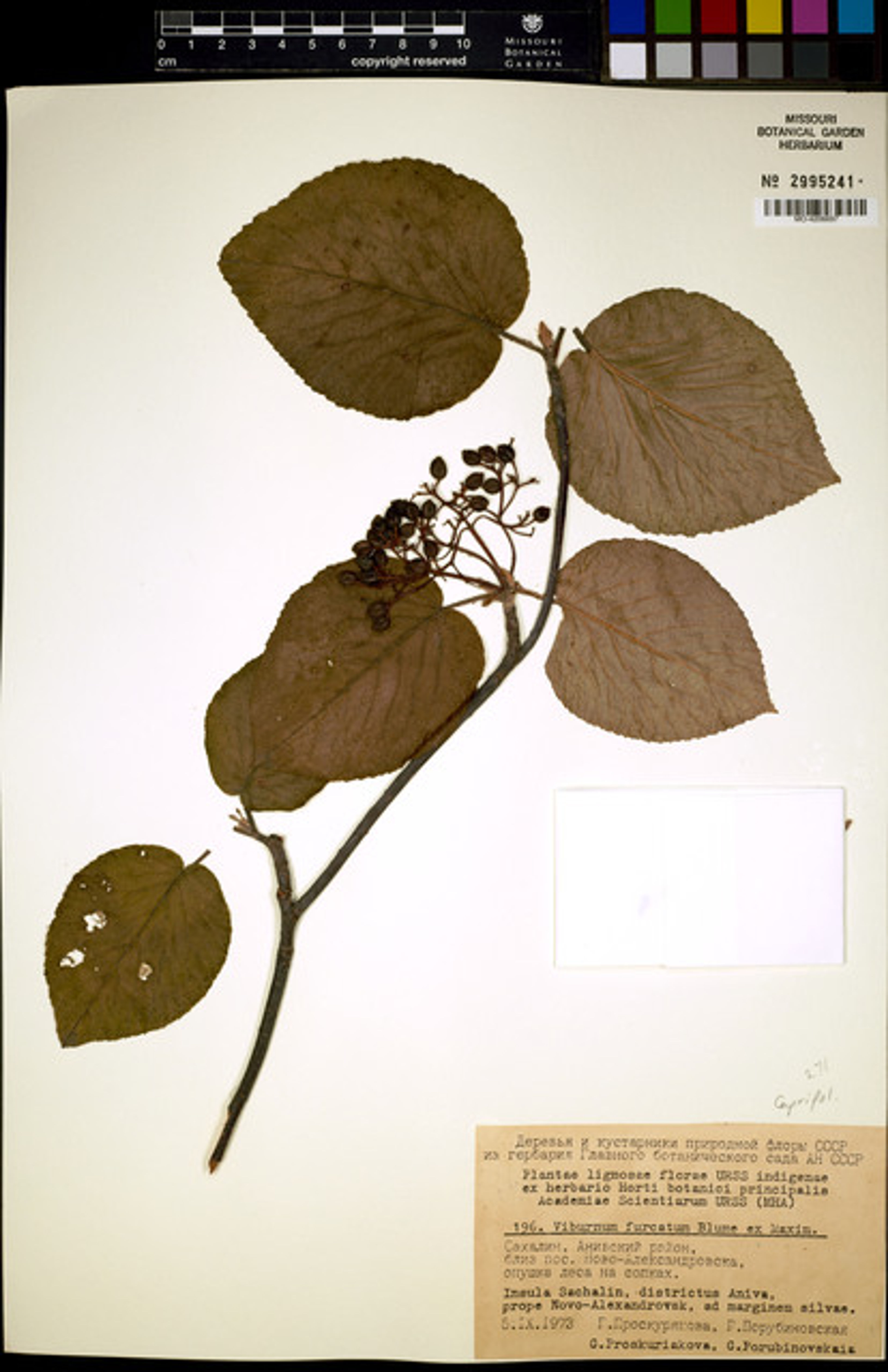 Viburnum furcatum - 35