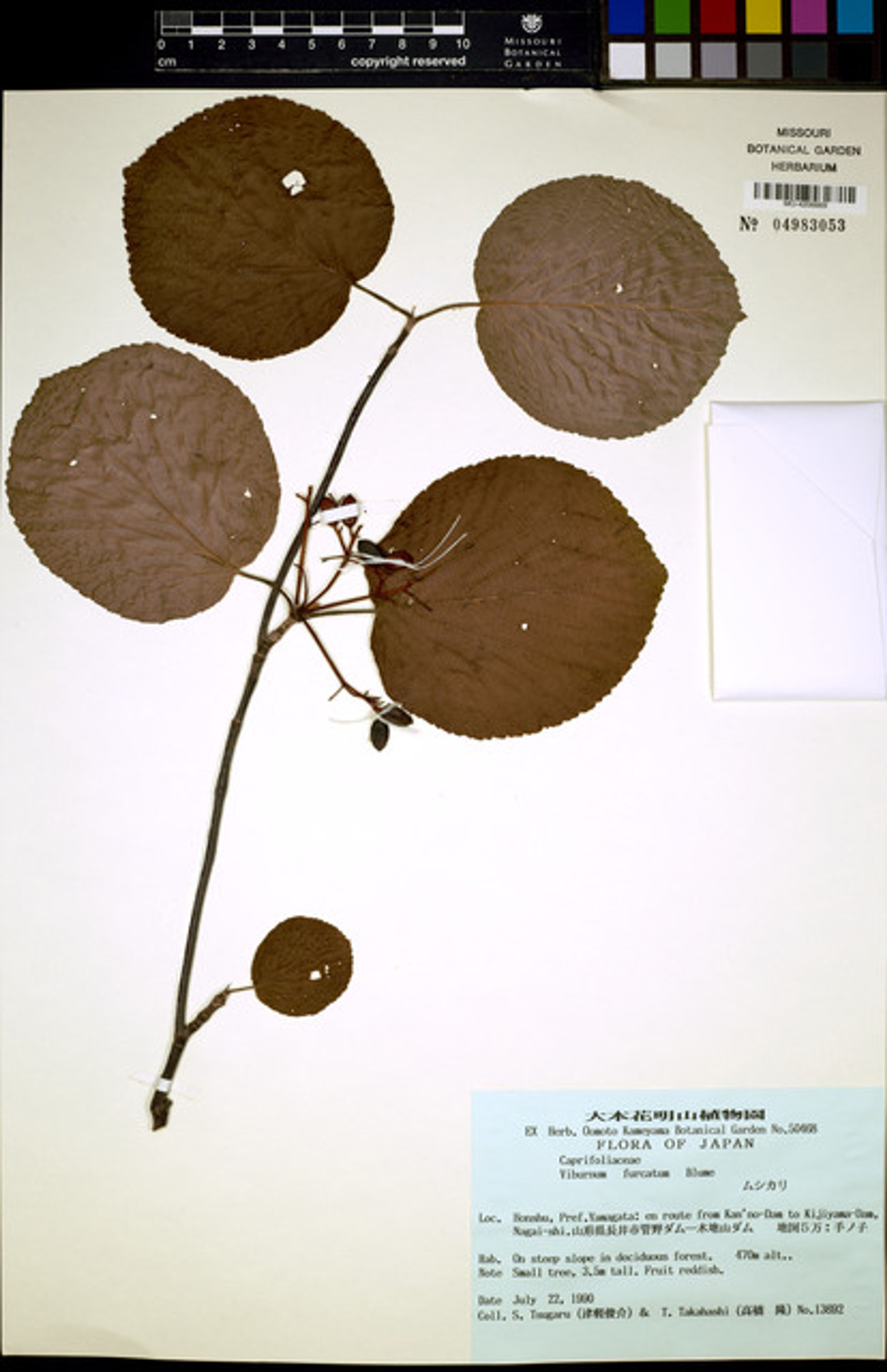 Viburnum furcatum - 29