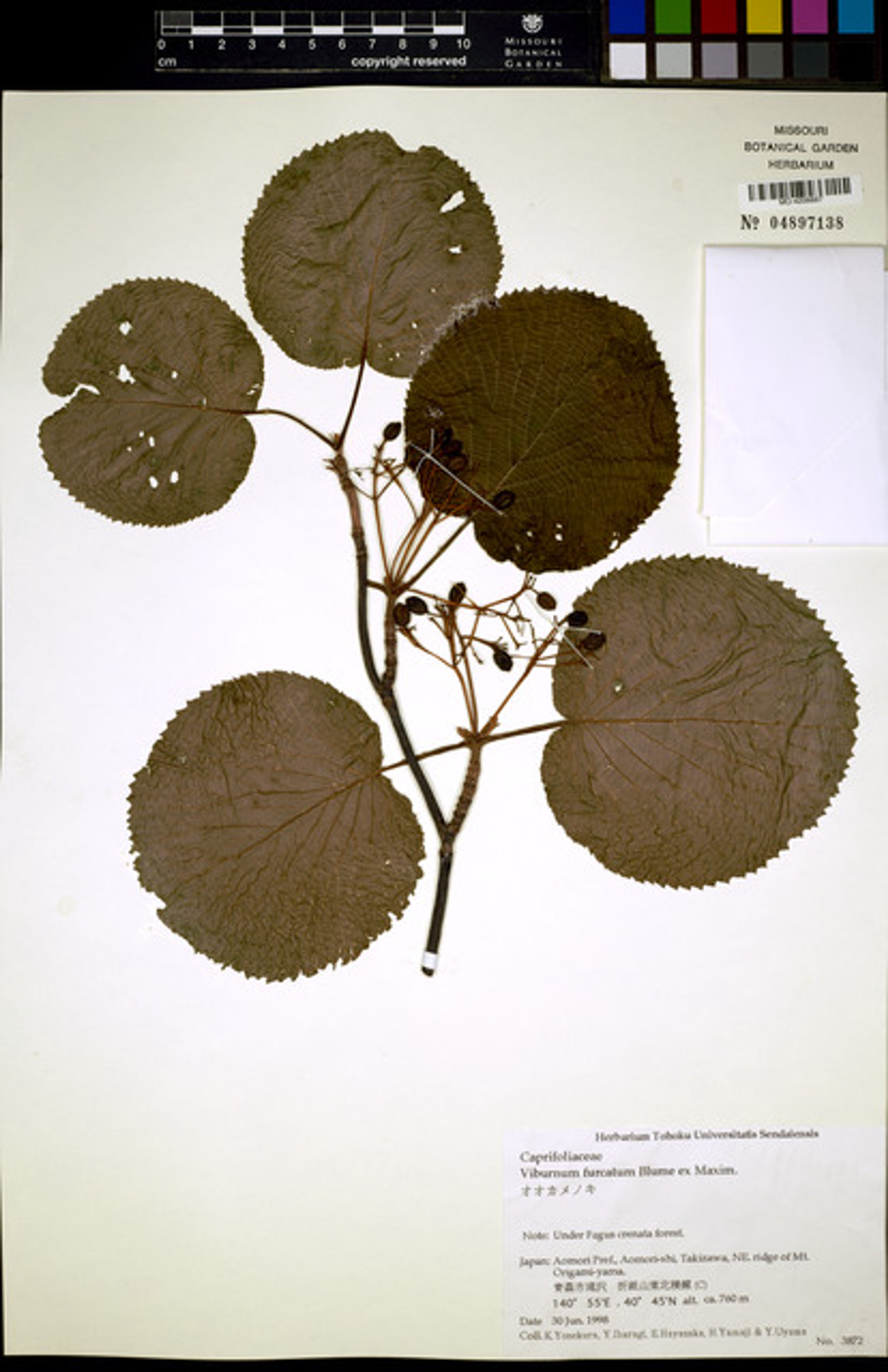Viburnum furcatum - 48