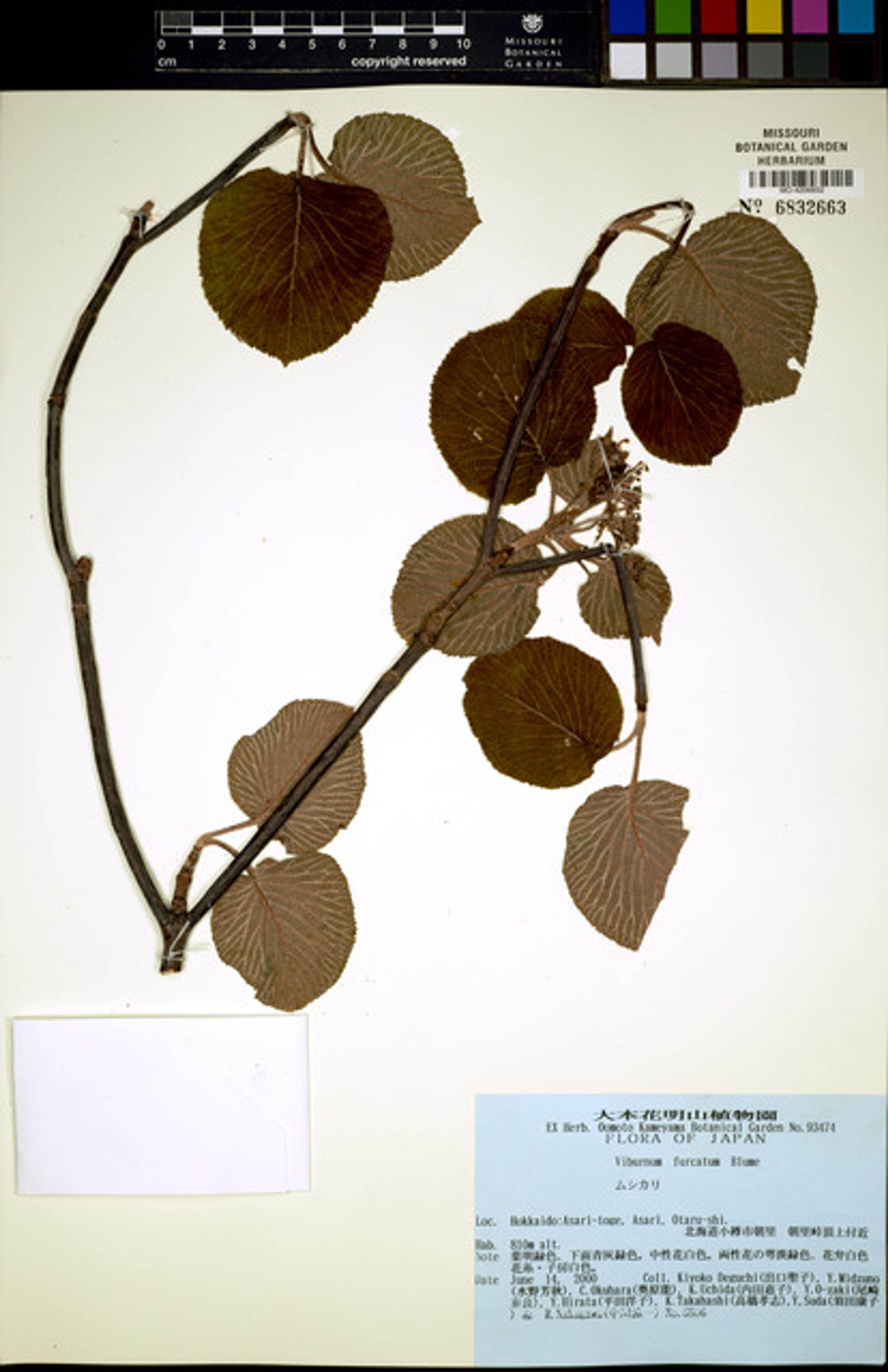 Viburnum furcatum - 50