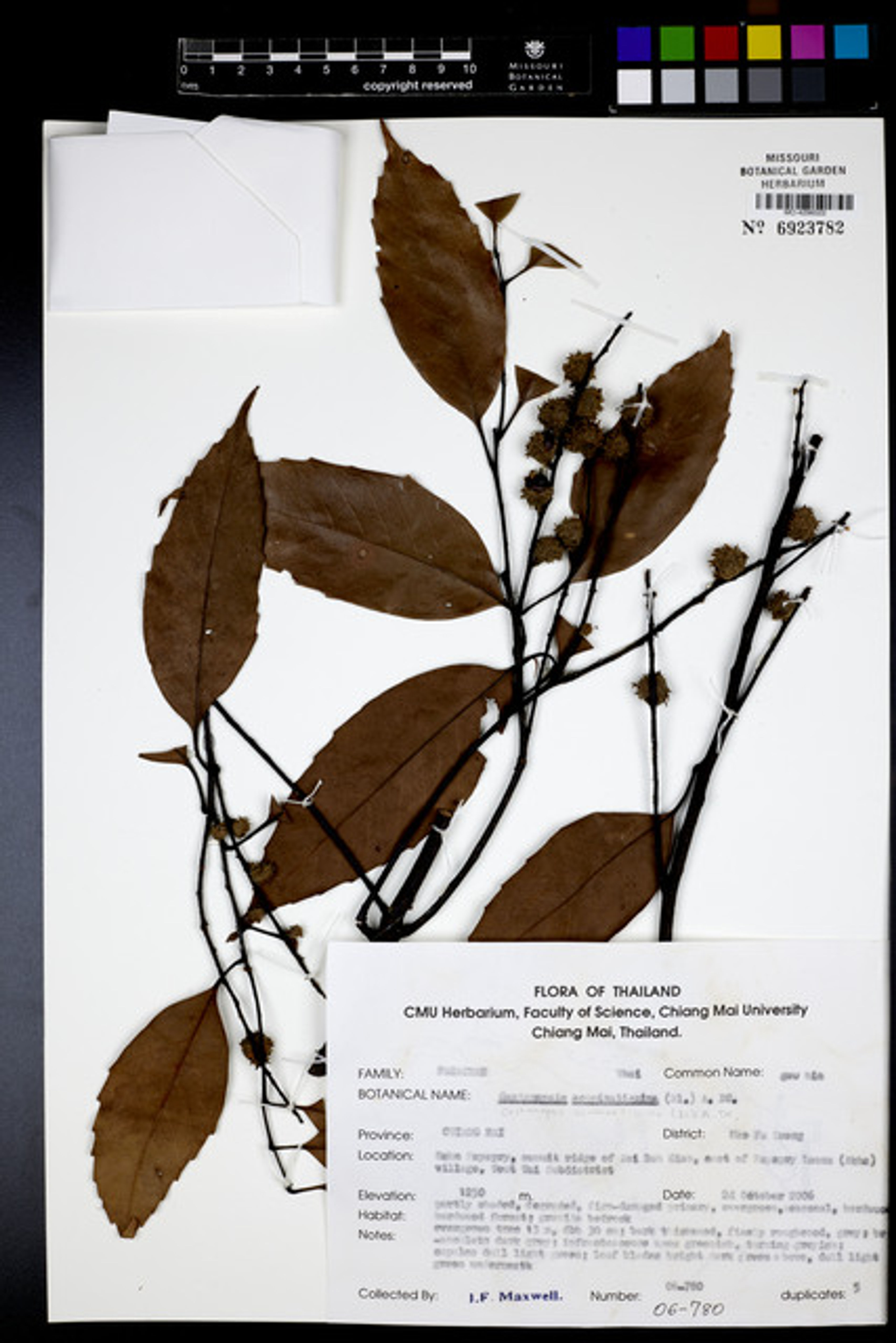 Castanopsis acuminatissima - 34