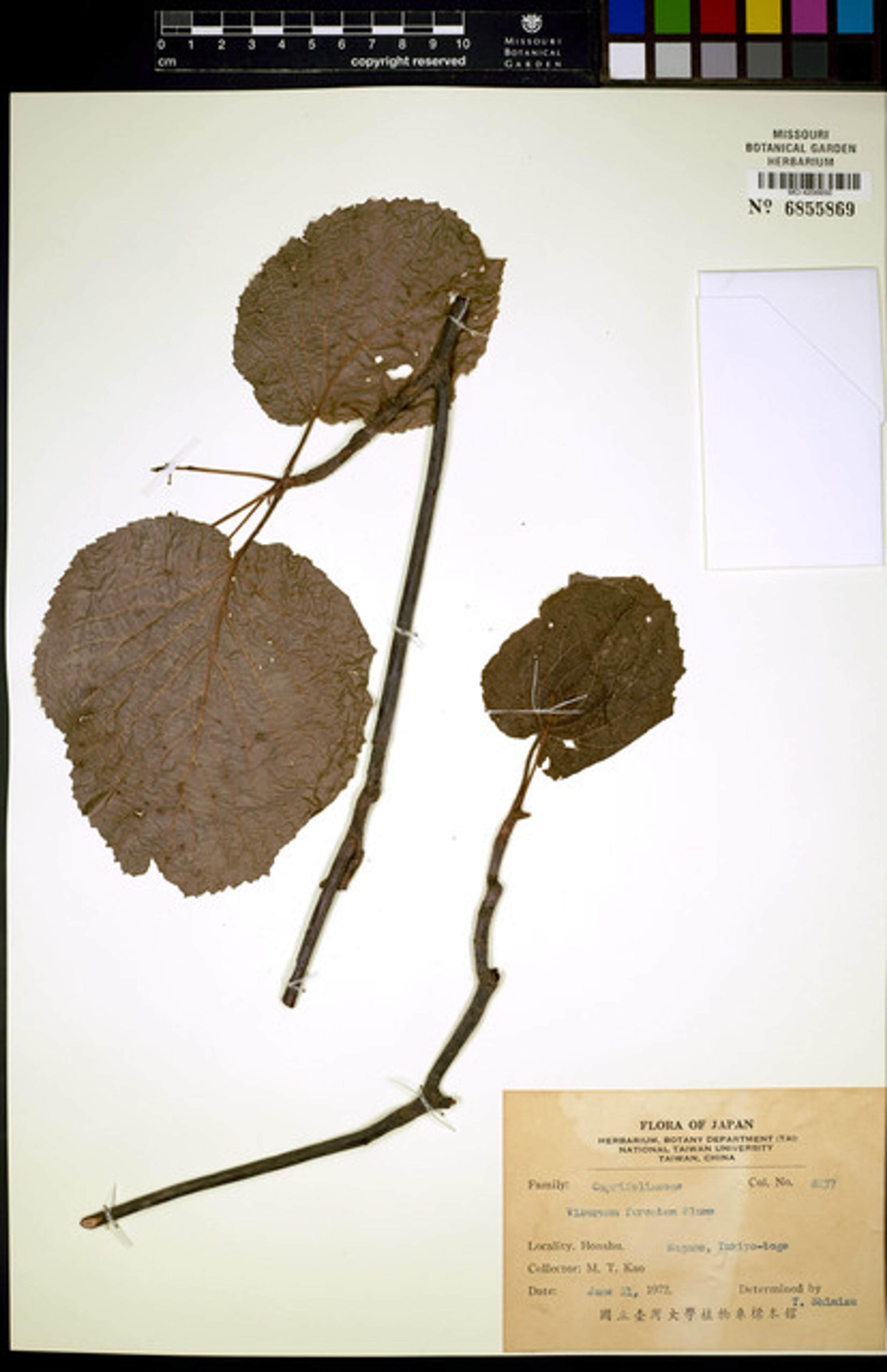 Viburnum furcatum - 23
