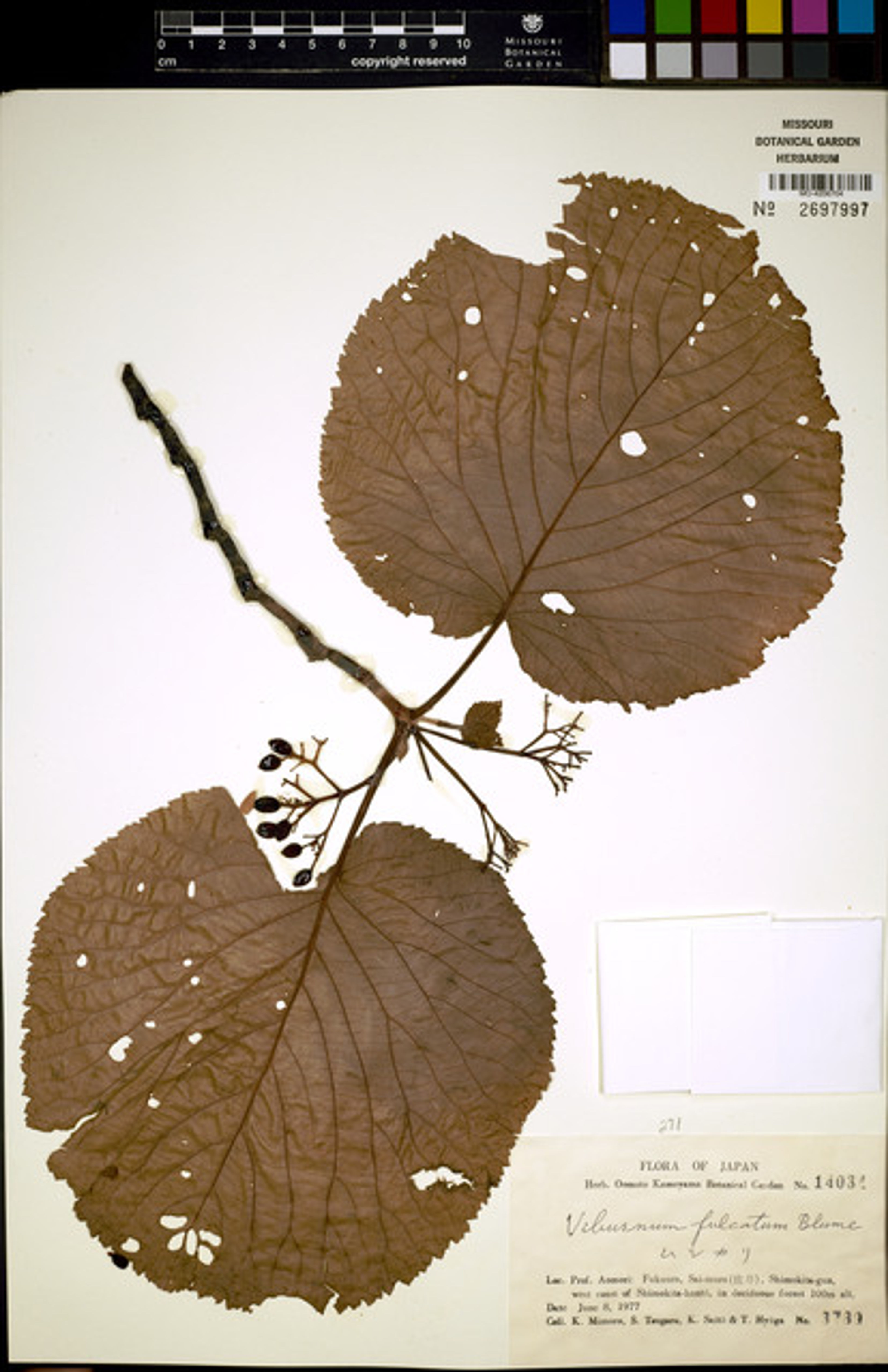 Viburnum furcatum - 90