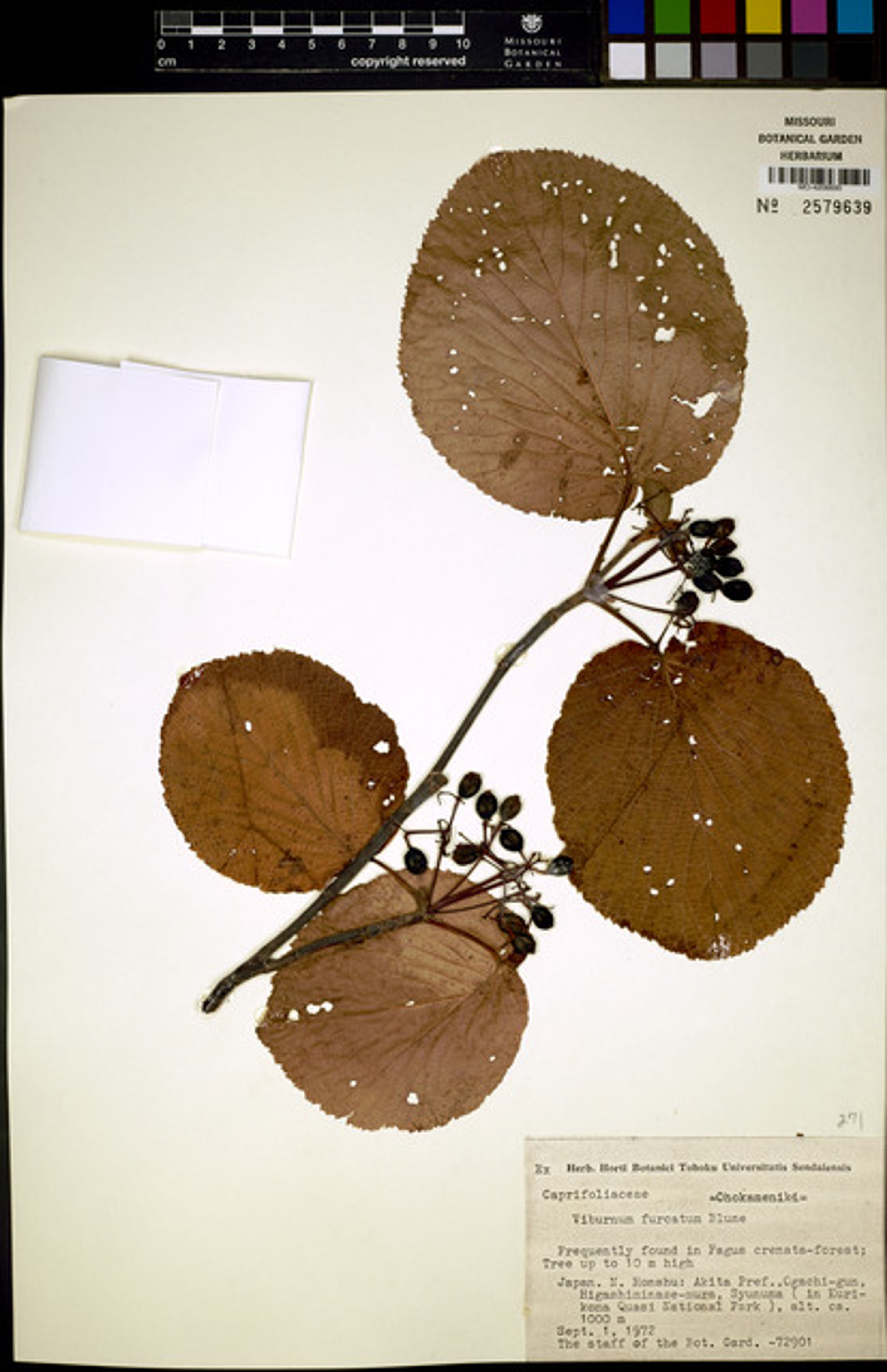 Viburnum furcatum - 28