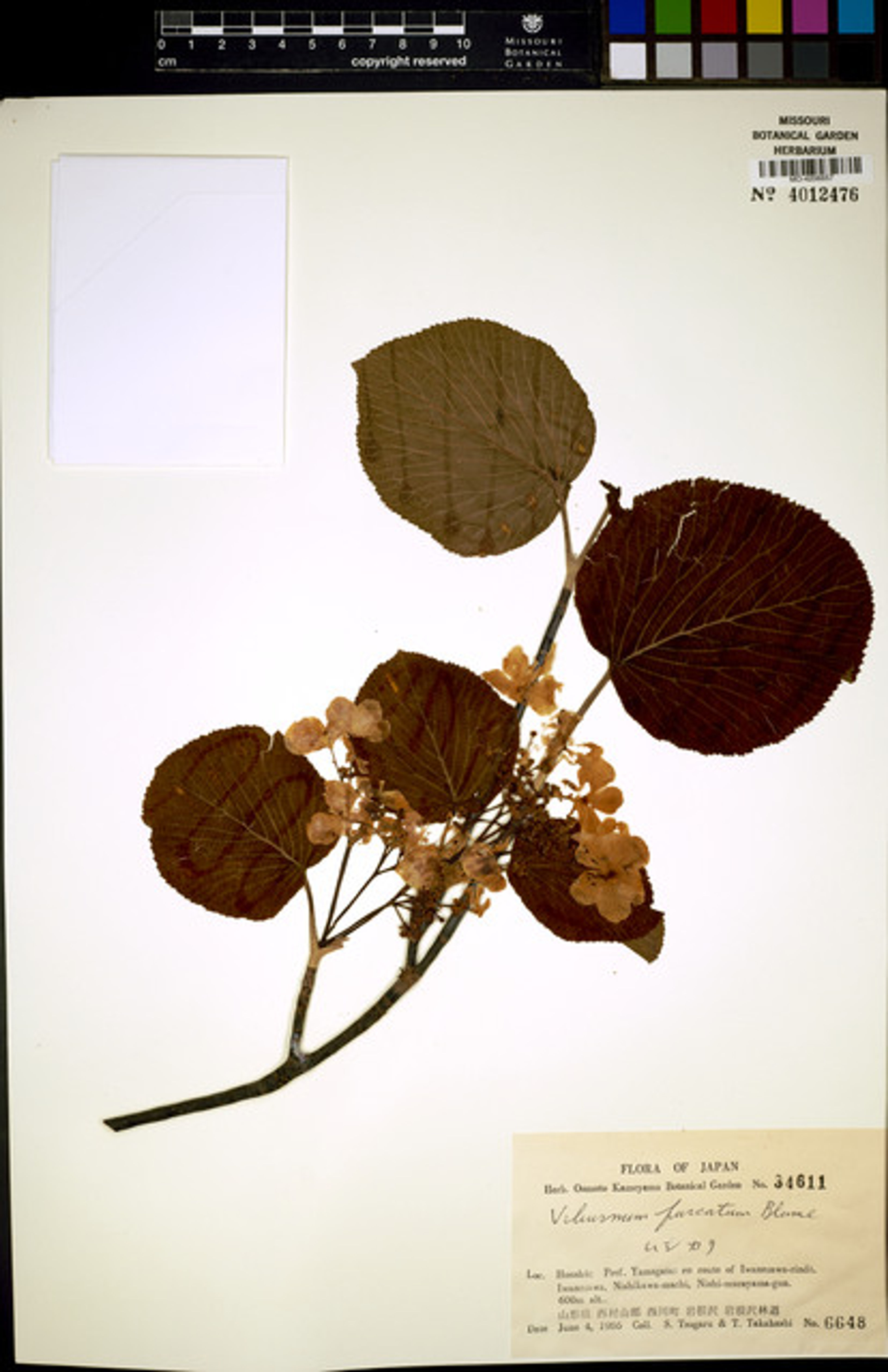 Viburnum furcatum - 54