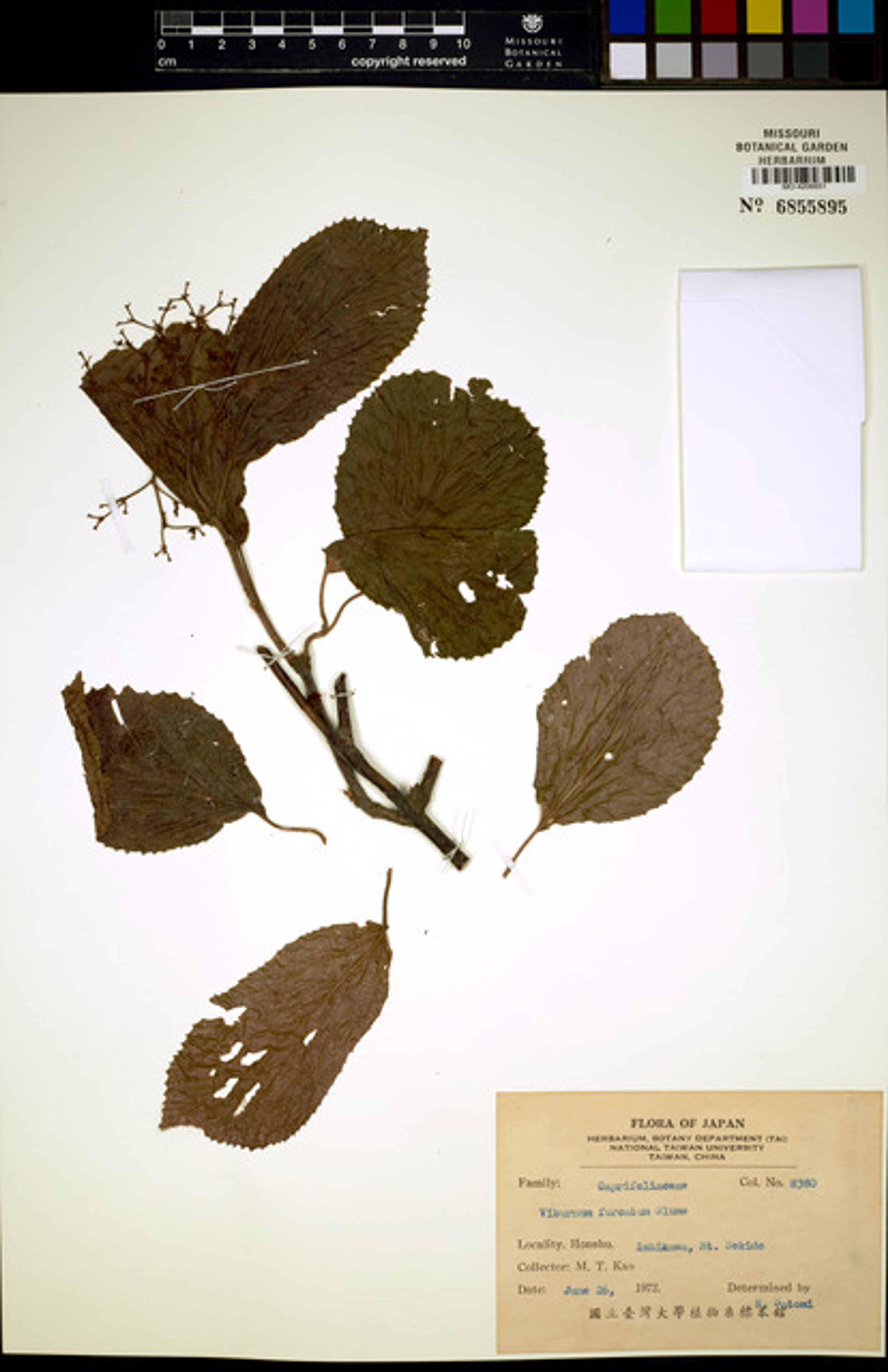 Viburnum furcatum - 97