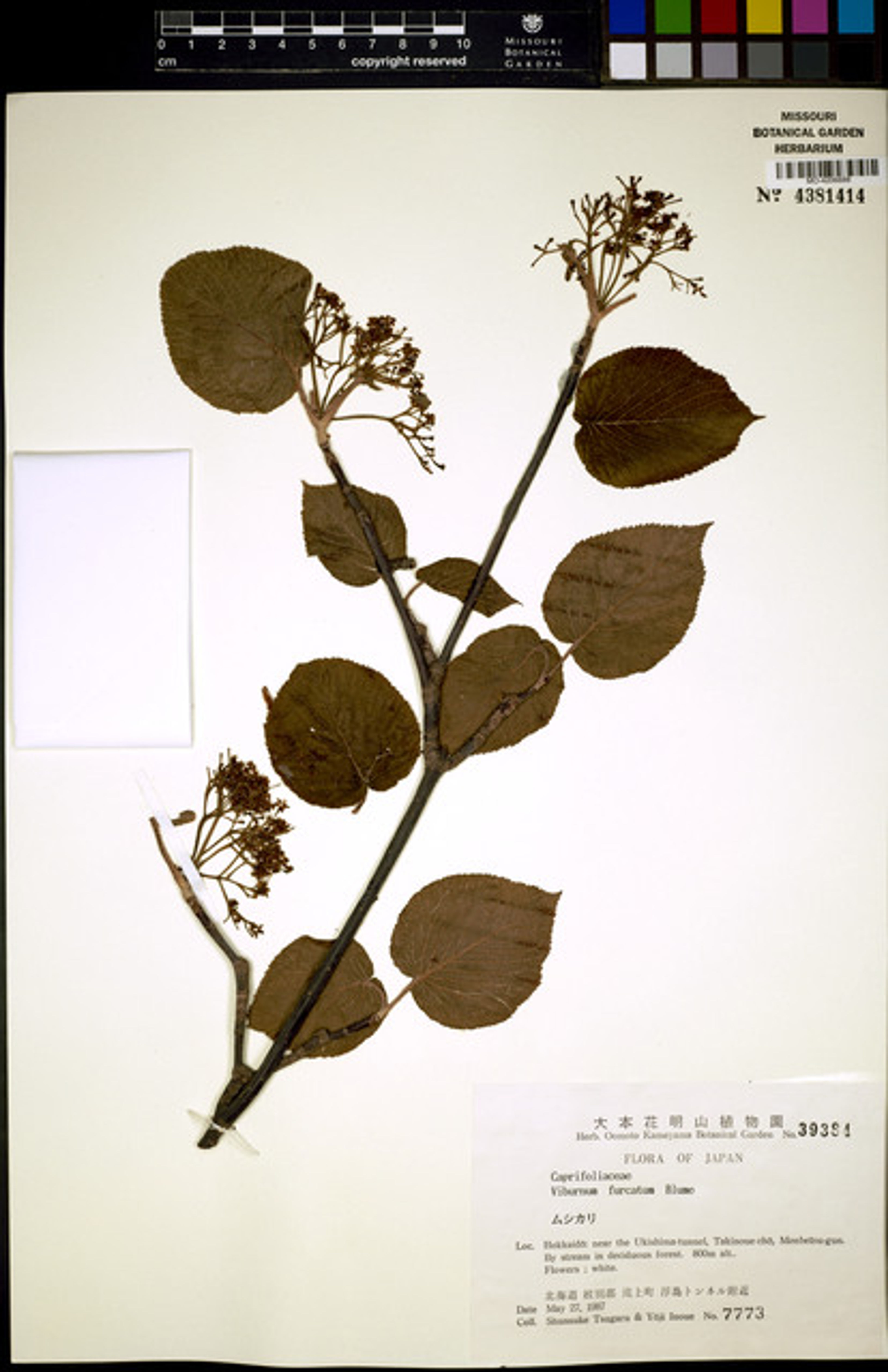 Viburnum furcatum - 64