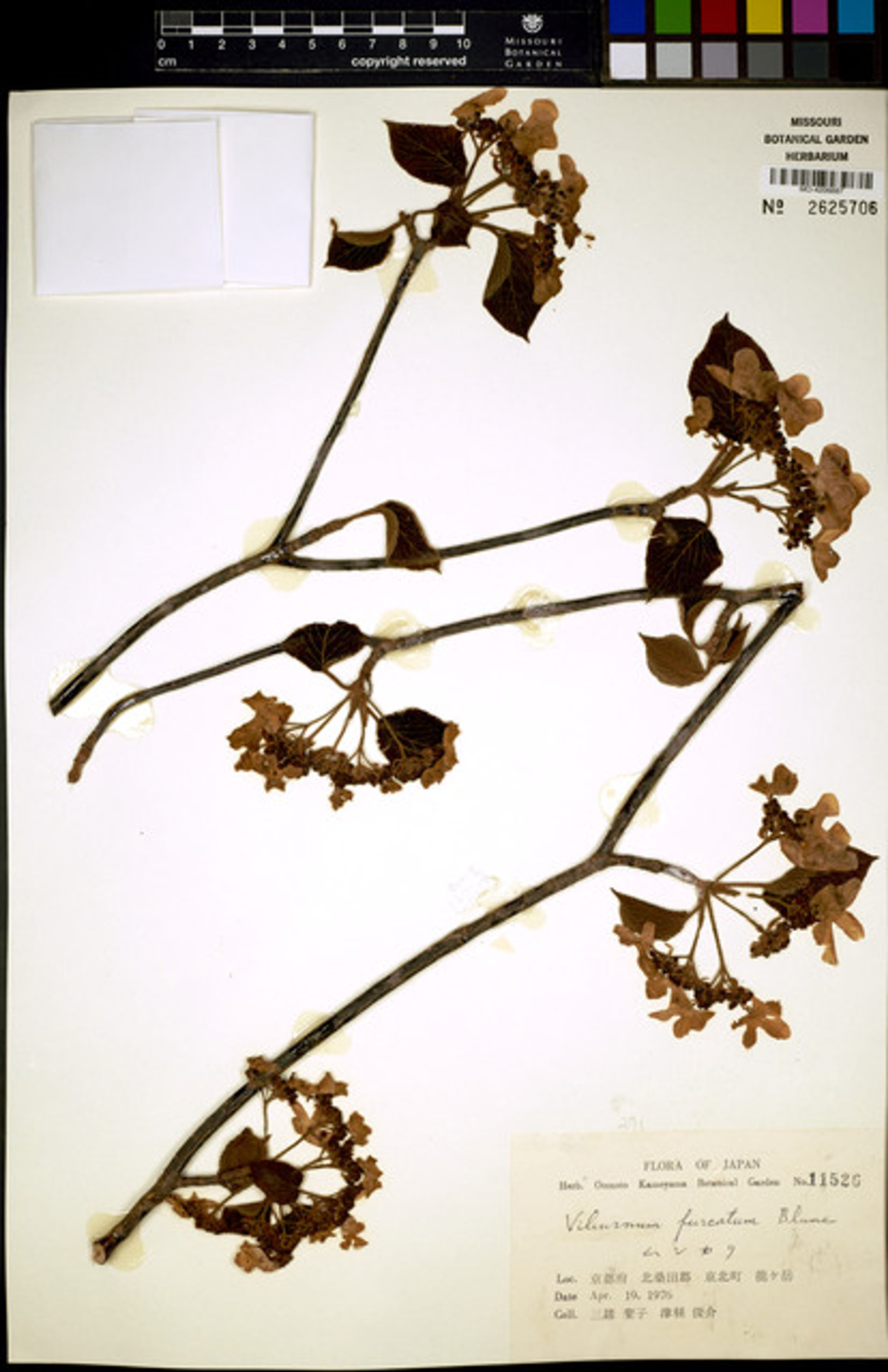 Viburnum furcatum - 83