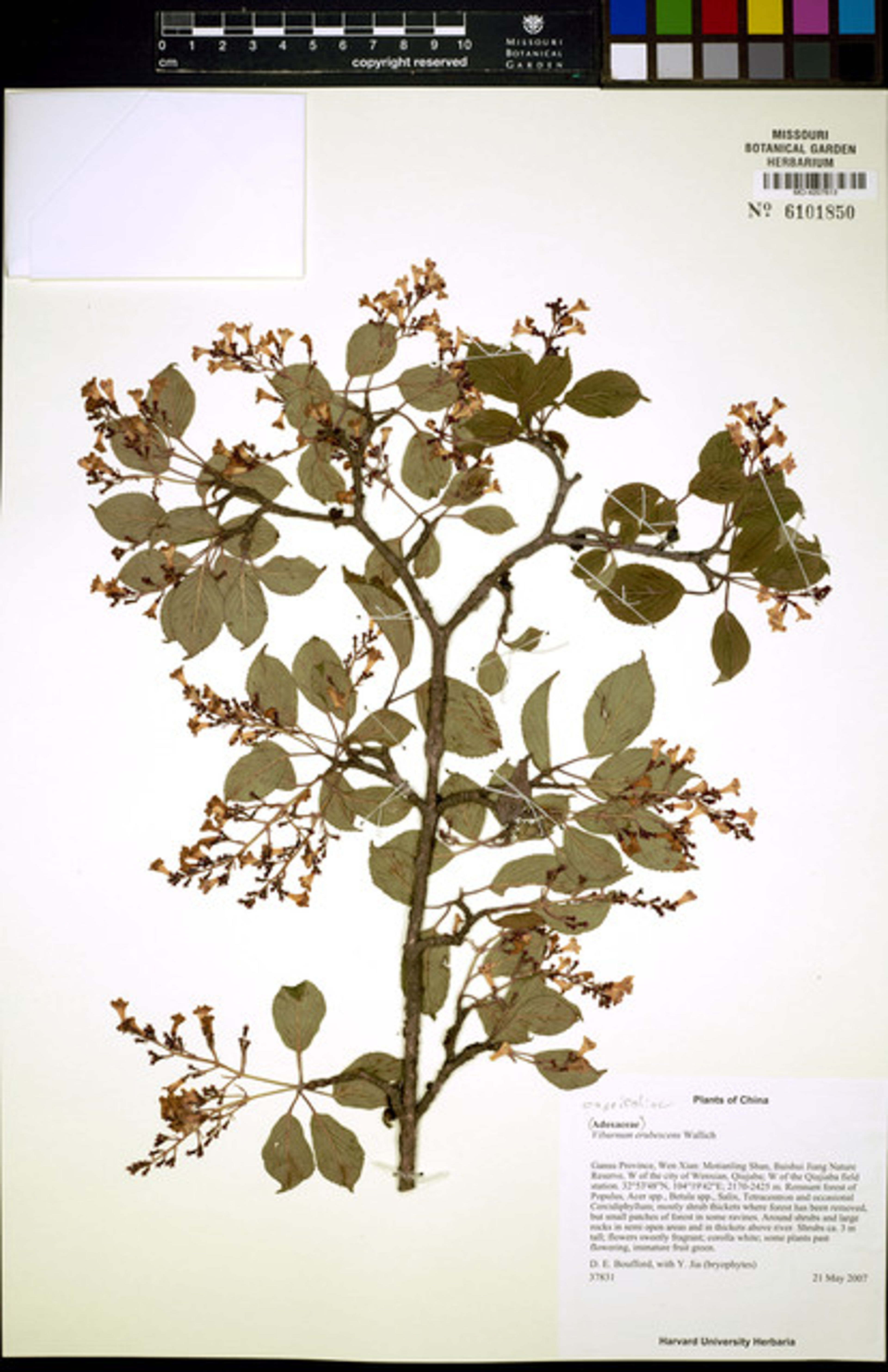 Viburnum erubescens - 9
