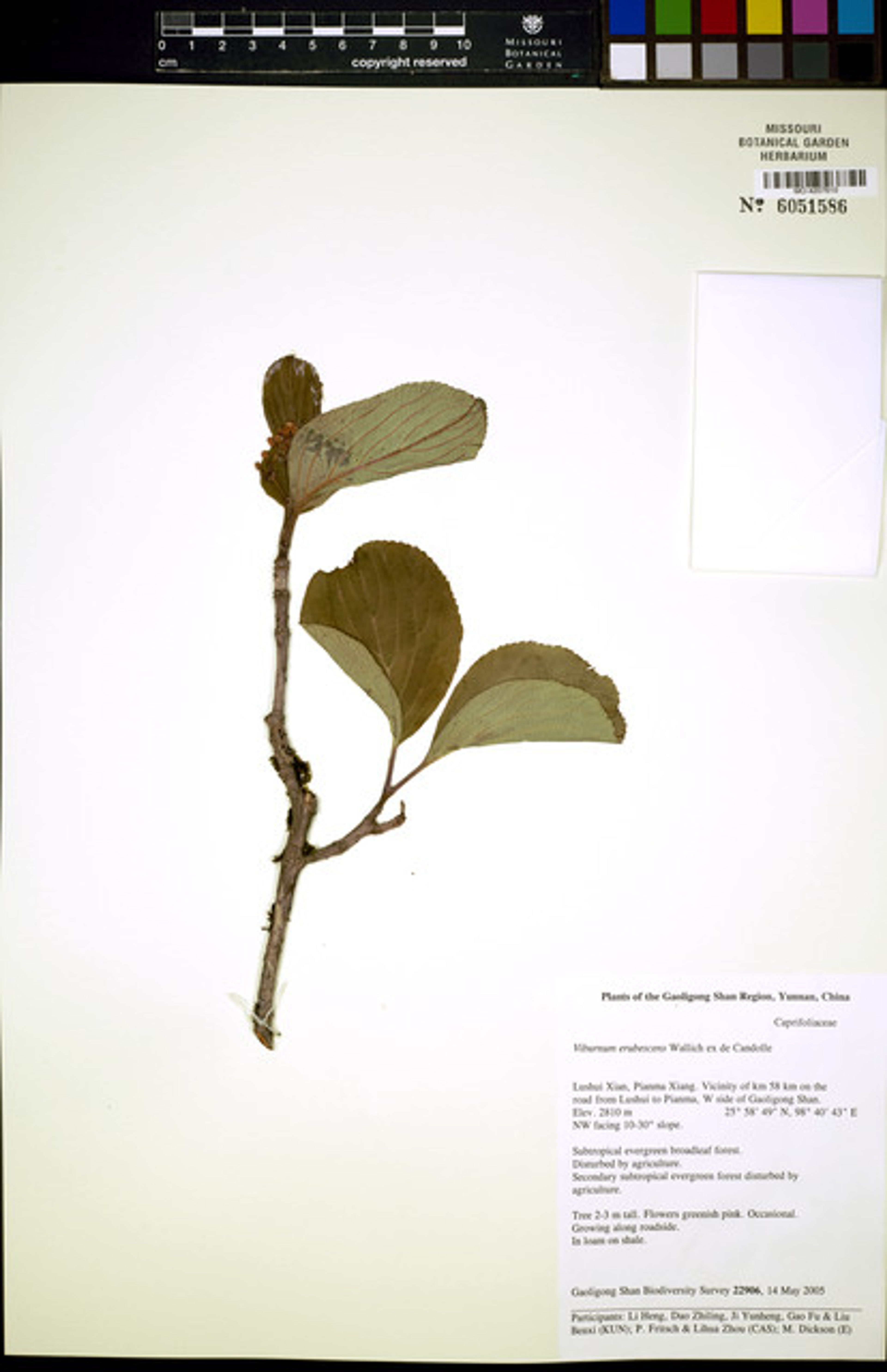 Viburnum erubescens - 35